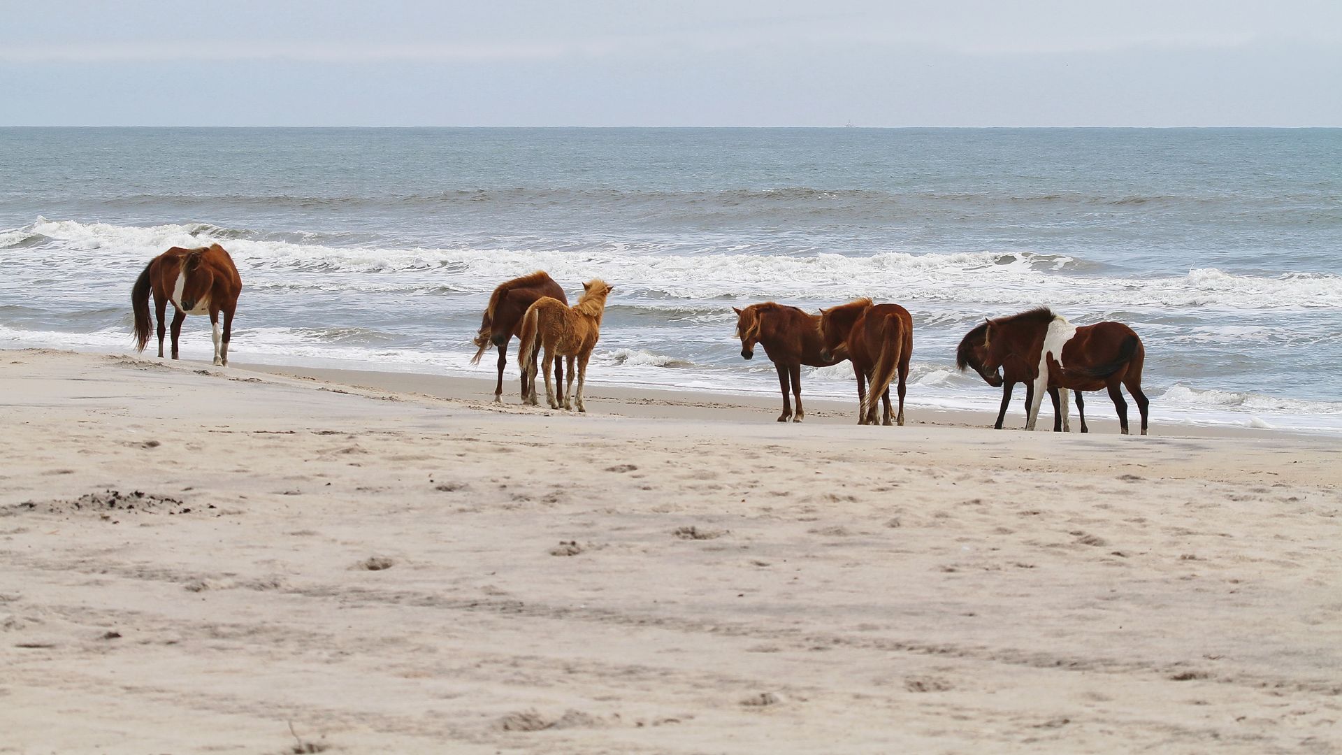 A group of several brown wild horses, including a foal, stands on a wide, sandy beach next to the ocean waves under an overcast sky.