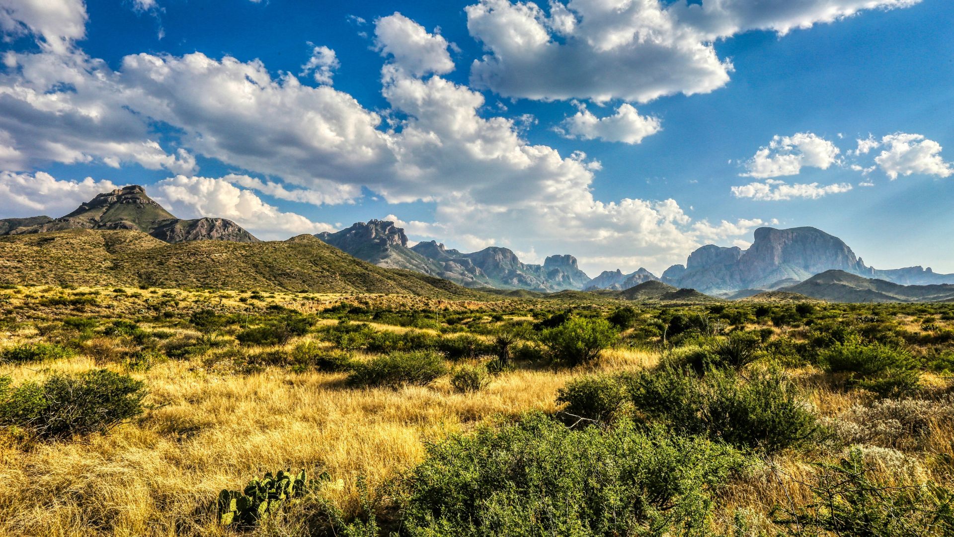 A vast Chihuahuan Desert landscape with dry yellow grass and green scrub in the foreground, leading up to rugged, sunlit Chisos Mountains under a bright blue sky with large white clouds.