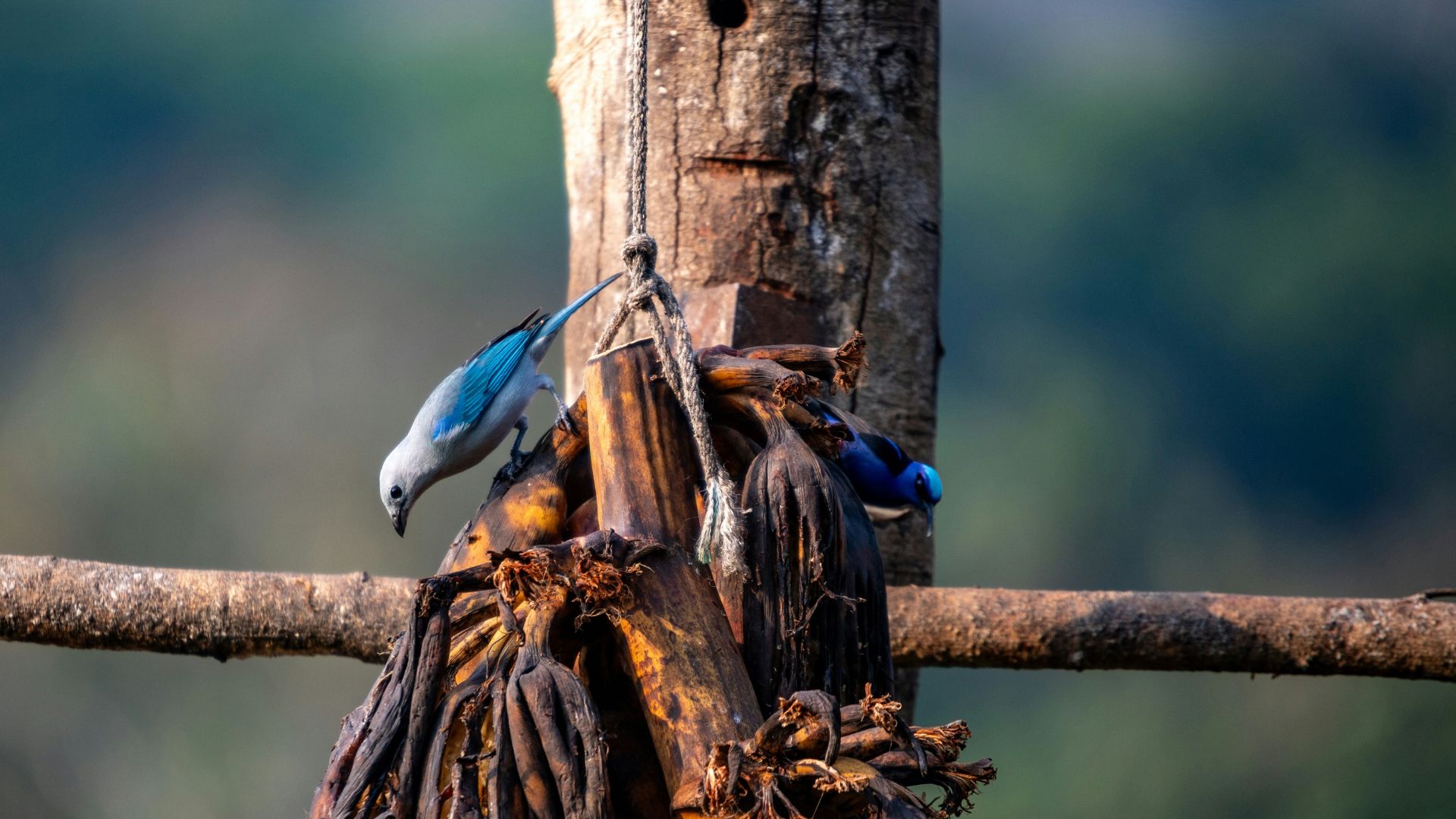 A couple of birds flying around a bunch of fruit