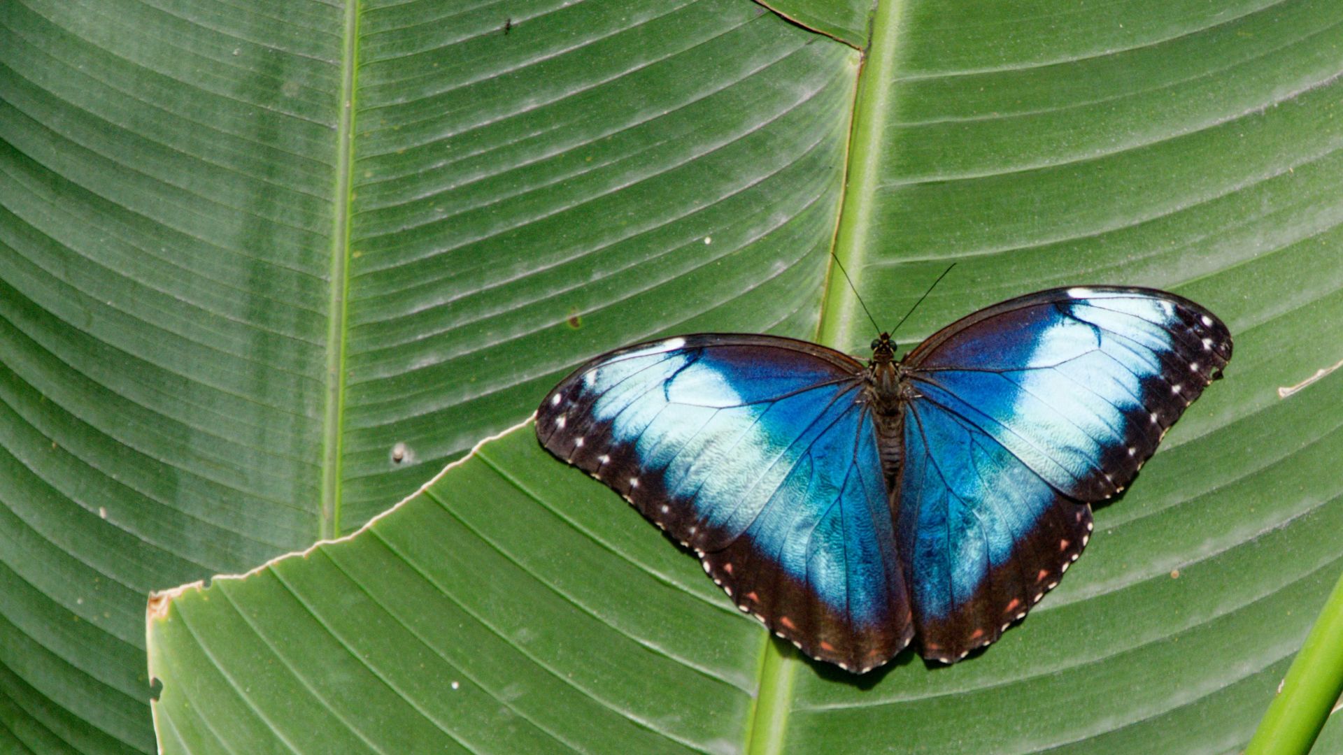 A vibrant blue and black butterfly with its wings spread open, resting on a large green leaf.