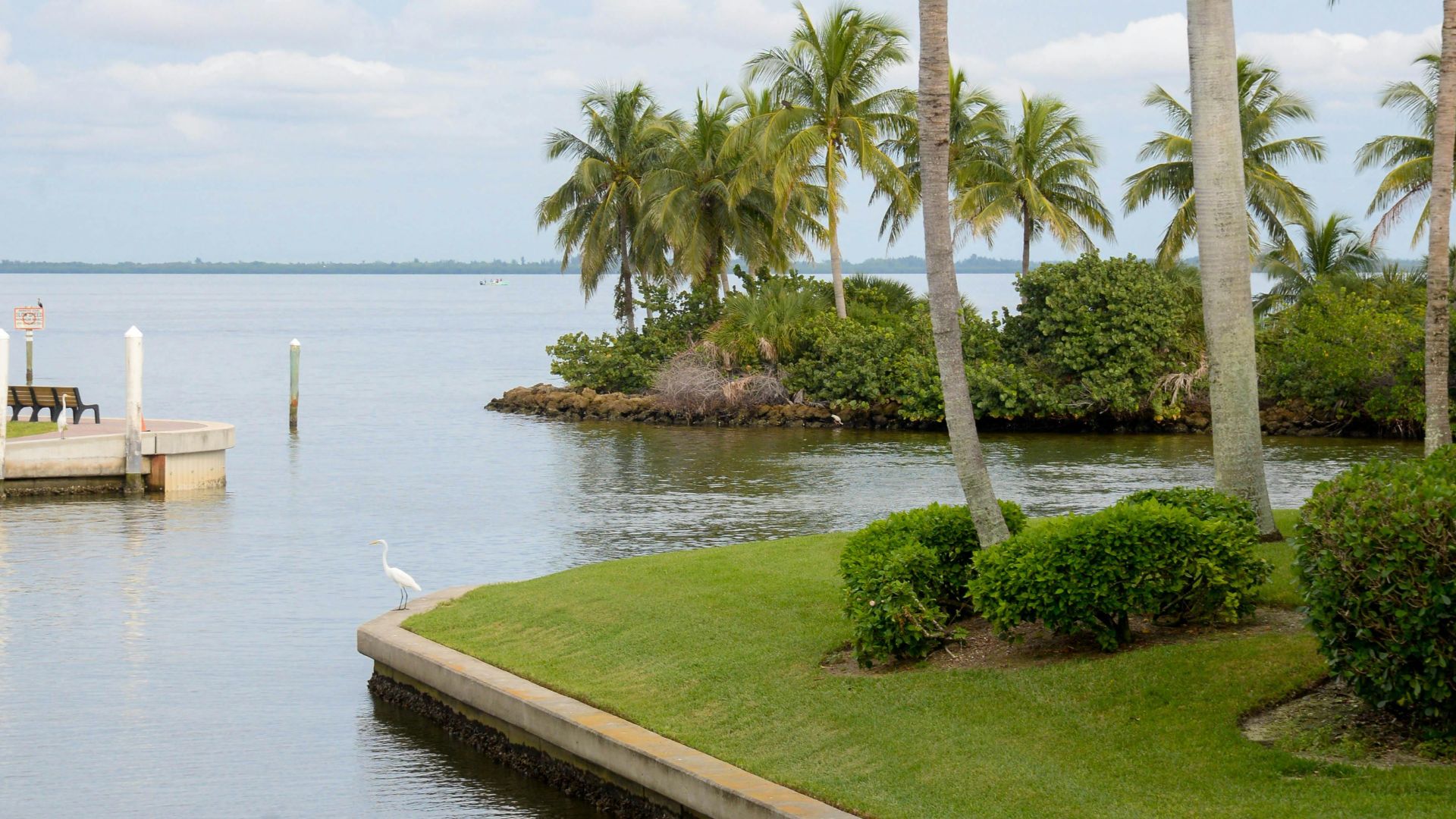 A serene, bright photograph of a tropical waterfront with lush green grass and several tall palm trees lining a concrete seawall, next to a small wooden dock and calm water. A white egret stands on the edge of the seawall in the foreground.