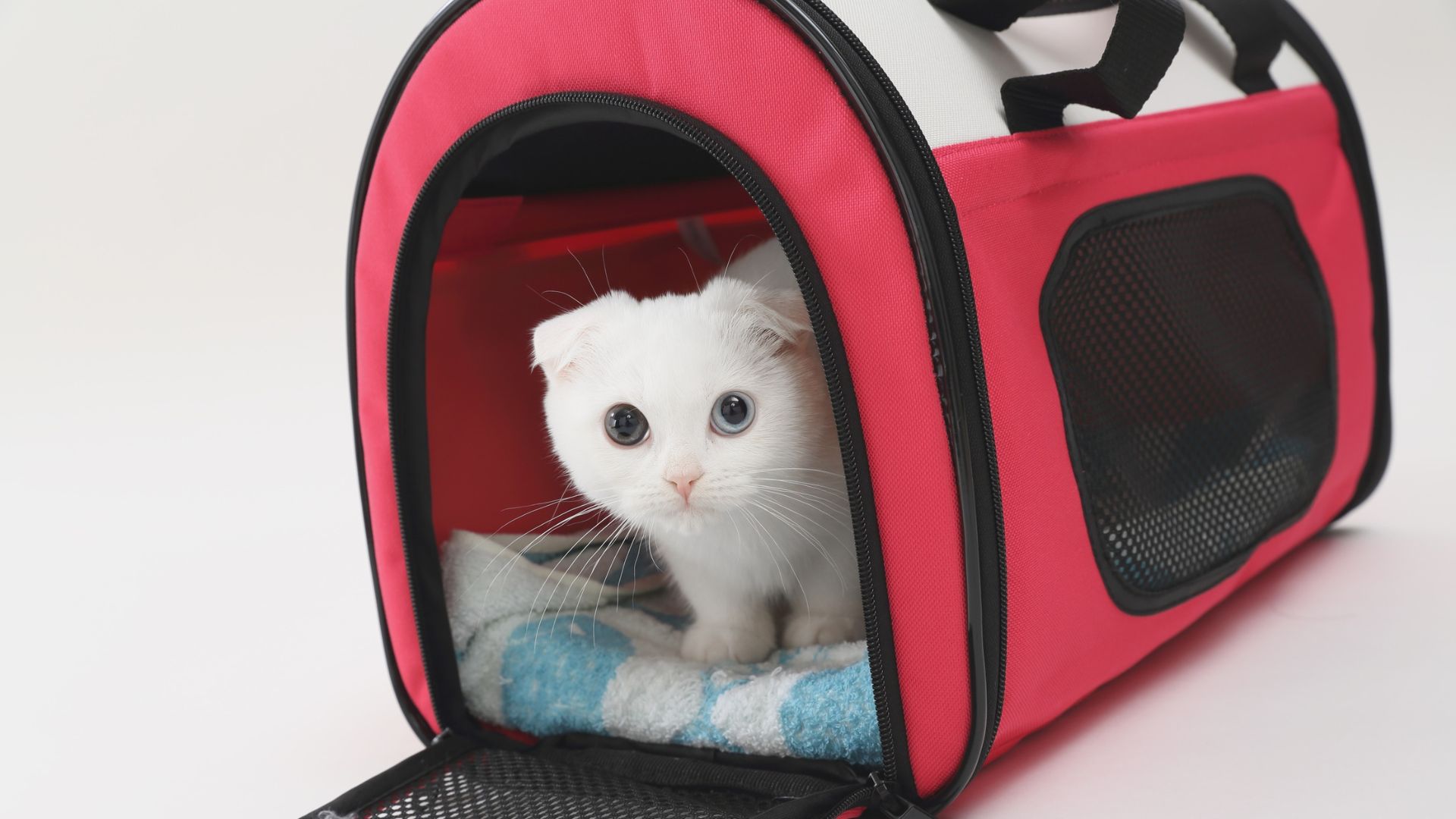 Cat inside a carrier