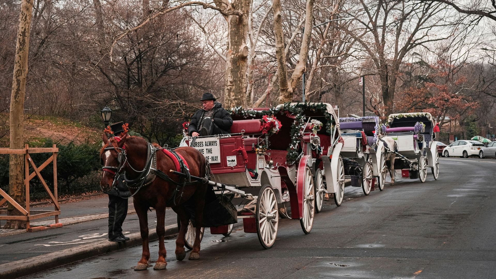 Horse-drawn carriages decorated for the holidays wait on a paved road in Central Park, New York City, surrounded by bare trees in the winter.