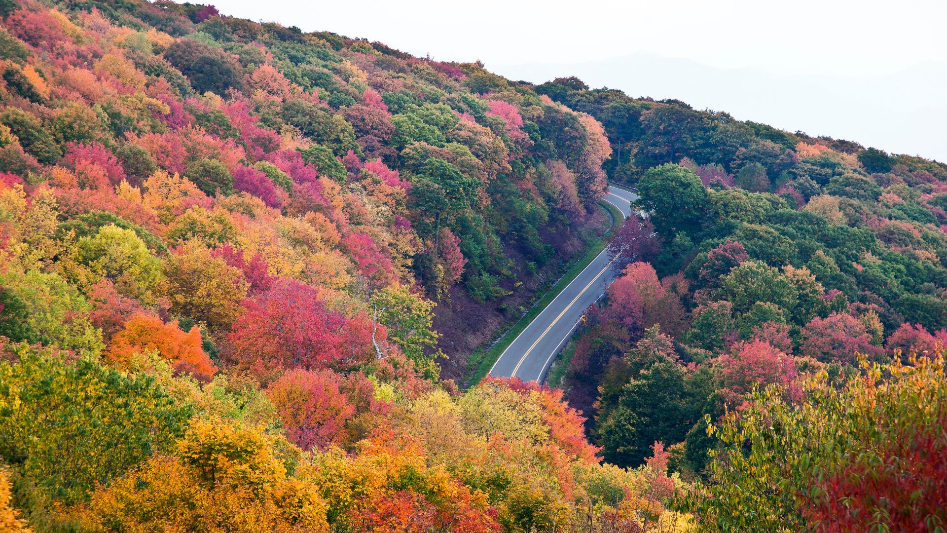 A two-lane mountain highway curves into the distance through dense forests displaying intense red, orange, and yellow autumn foliage.