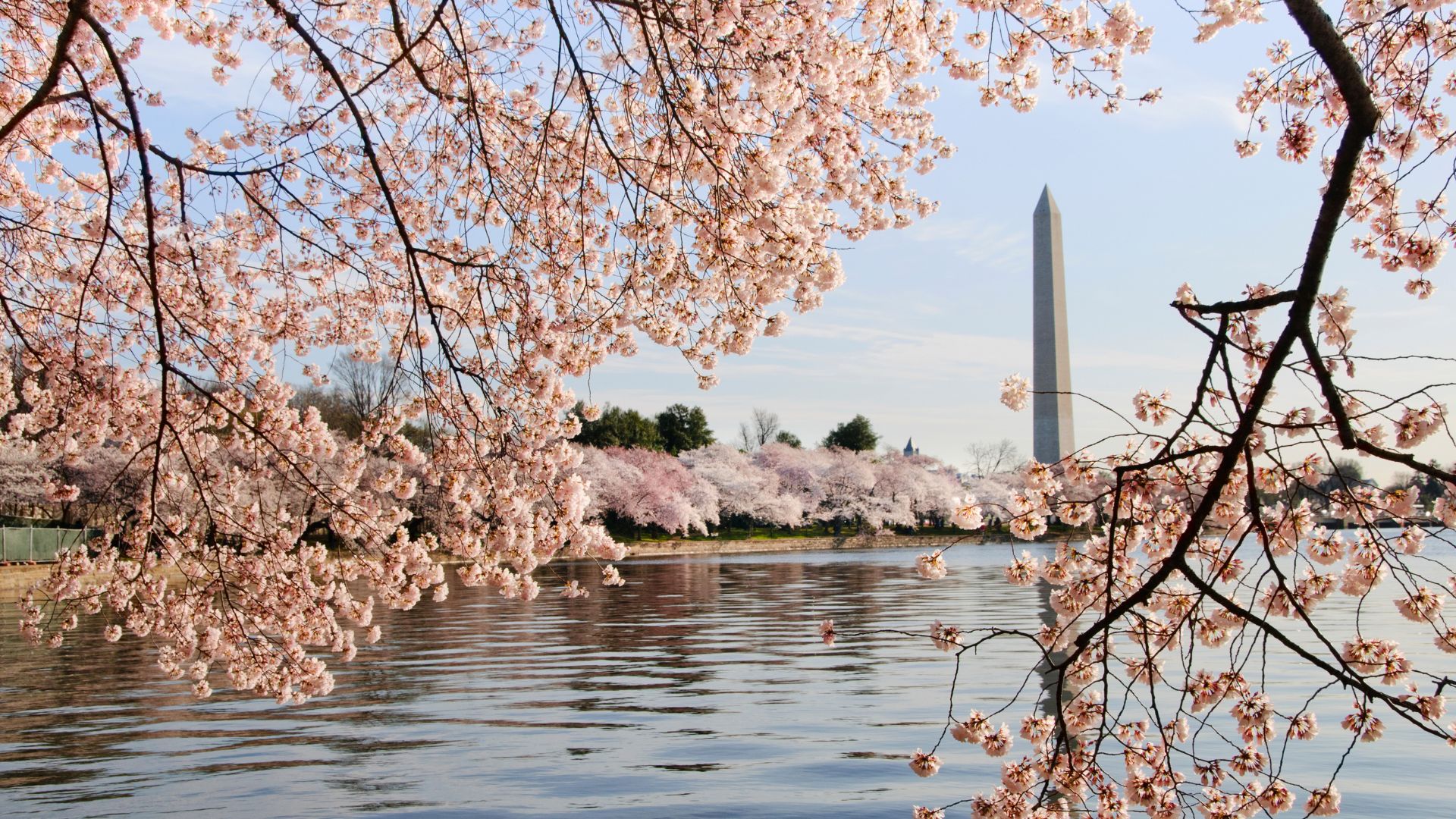 Branches heavy with delicate pink cherry blossoms frame a view across a calm body of water towards the white obelisk of the Washington Monument under a bright blue sky