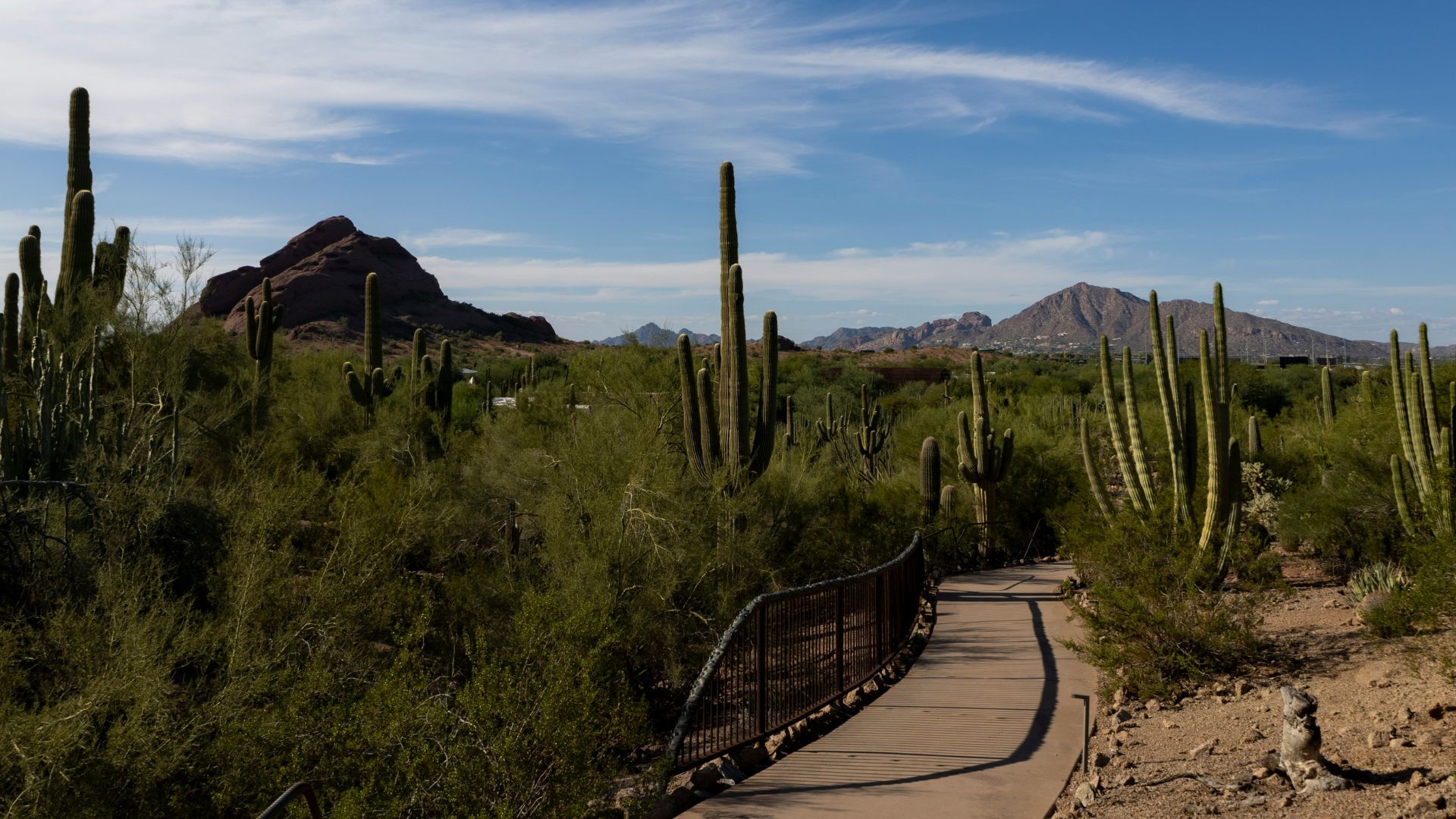 A paved walking path with a low metal railing curves through a vibrant Sonoran Desert landscape, featuring abundant saguaro cacti and green creosote bushes, with red rock mountains in the background under a blue sky with white clouds.