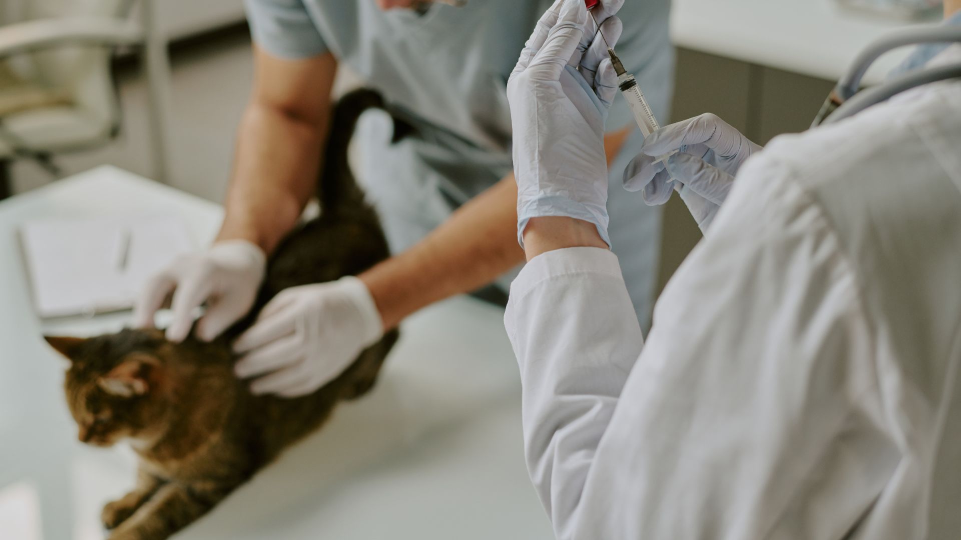 Doctor vaccinating a cat