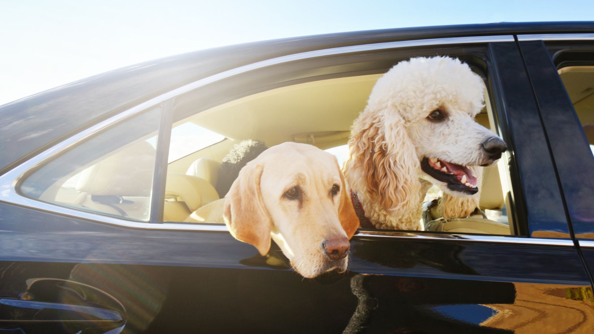 Dogs in the car