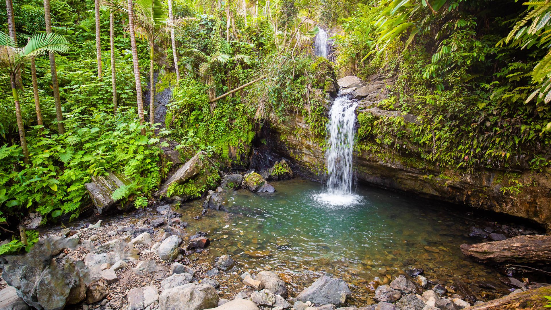 A small waterfall cascades into a clear pool in the lush Juan Diego Falls area of El Yunque National Forest, Puerto Rico.