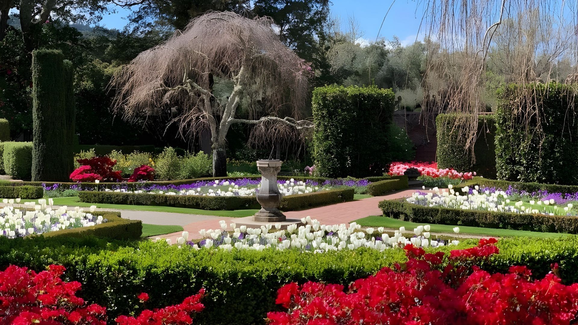 A beautifully manicured formal garden in spring with neat brick pathways, manicured green hedges, a central stone fountain, and vibrant beds of red and white tulips and red azaleas under a sunny blue sky.