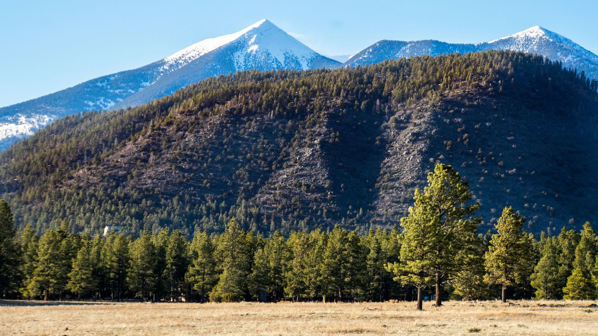A wide view across a golden field and dense green Ponderosa pine forest toward the snow-capped peaks of the San Francisco Mountains in Flagstaff, Arizona, under a clear blue sky.