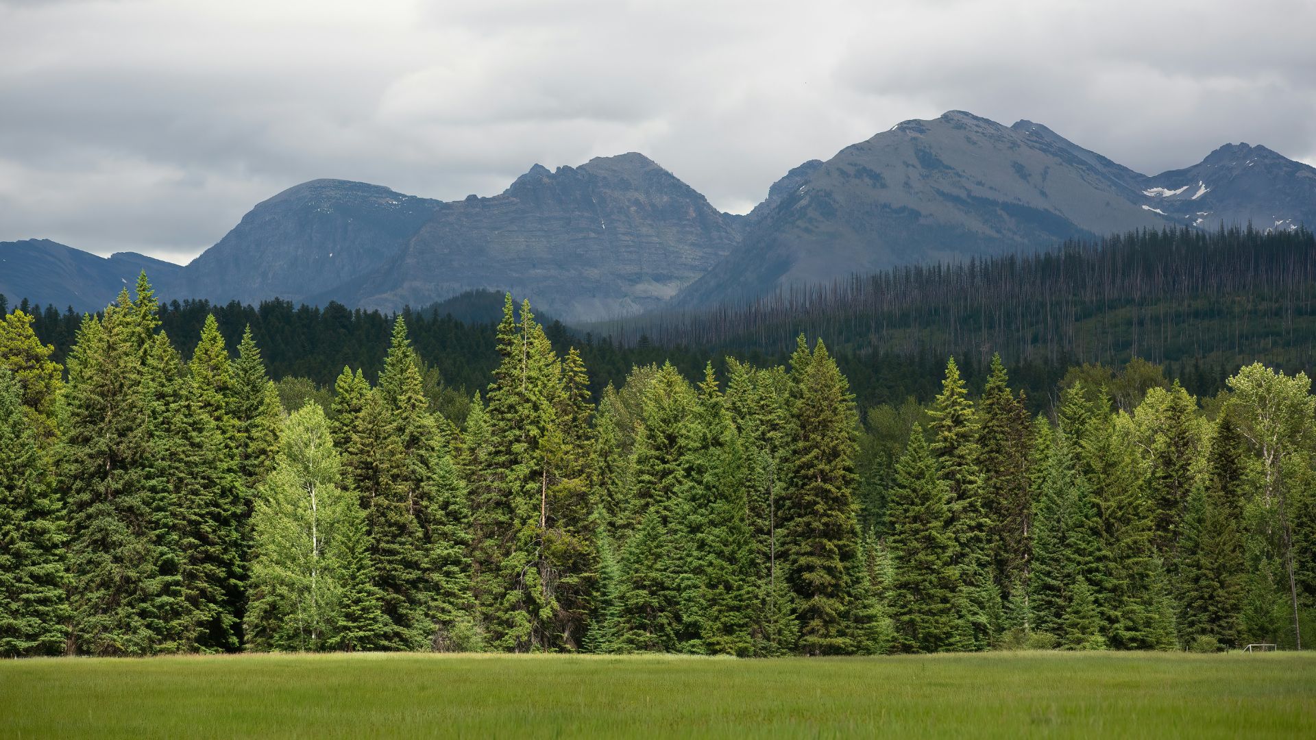 A lush green meadow with a dense pine forest in the midground, backed by large, rugged mountains under a cloudy grey sky.