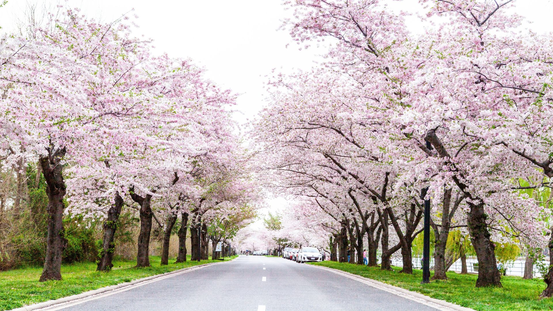 Two cyclists ride on a paved park road lined with dense, white and pink cherry blossom trees that form a natural archway overhead, under an overcast sky.