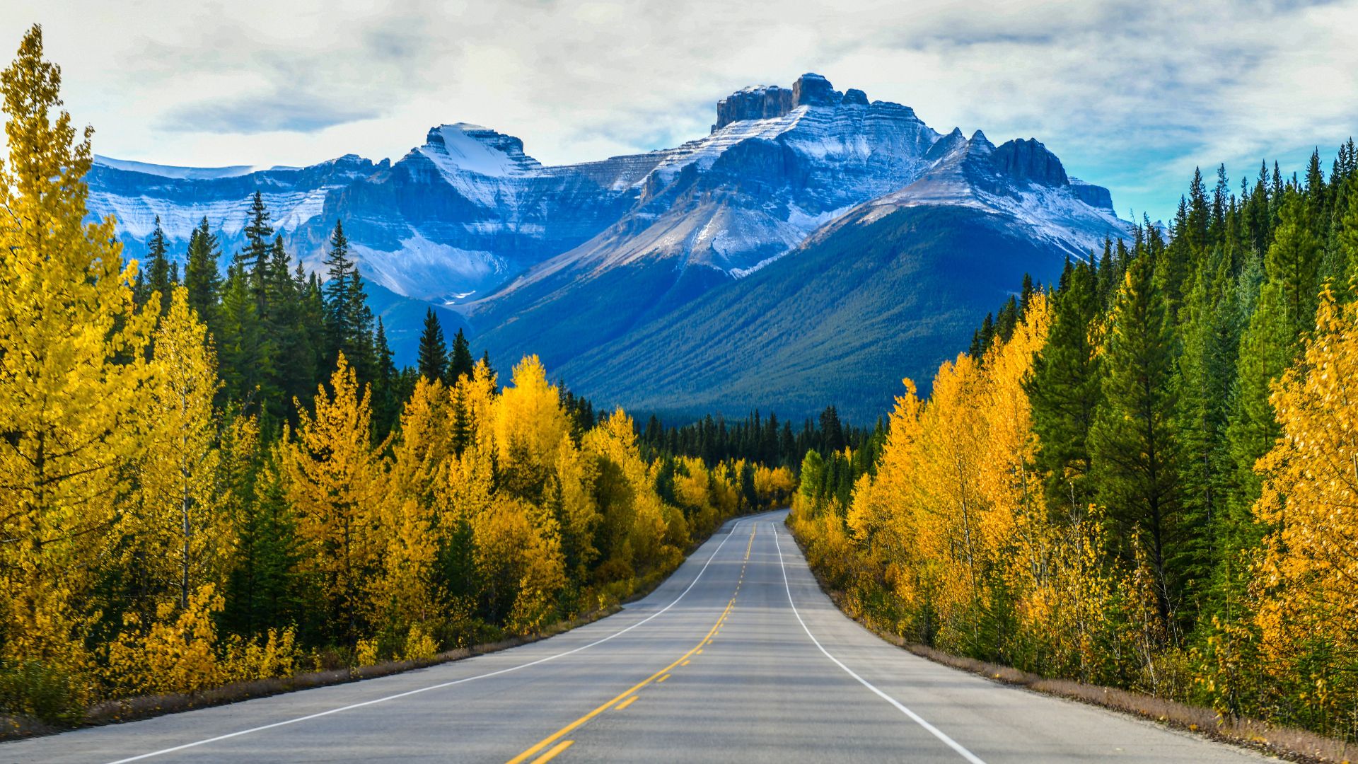 A two-lane highway winds through dense forests of yellow autumn trees and dark green evergreens toward large, snow-capped mountains in the Canadian Rockies.