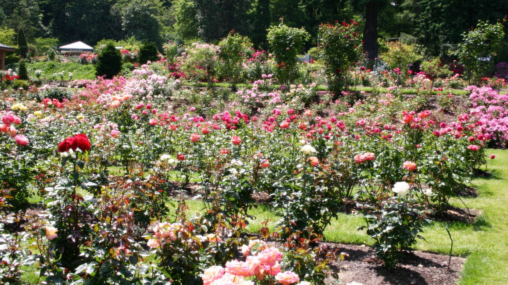 A terraced outdoor garden filled with thousands of blooming rose bushes in various shades of pink, red, and white under a bright sky.