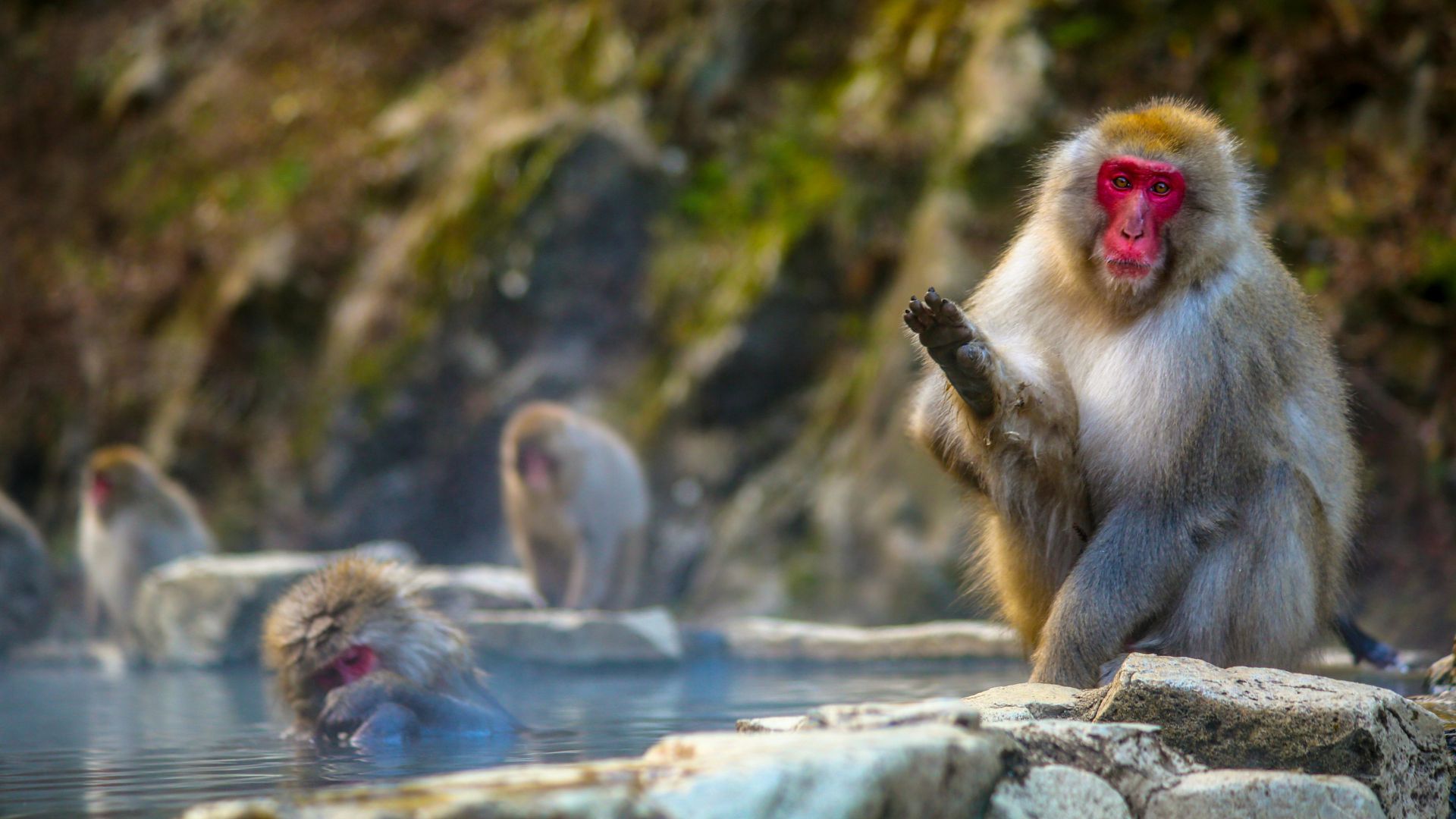 Several Japanese macaques, also known as snow monkeys, are bathing in a natural, steamy outdoor hot spring pool surrounded by rocks.
