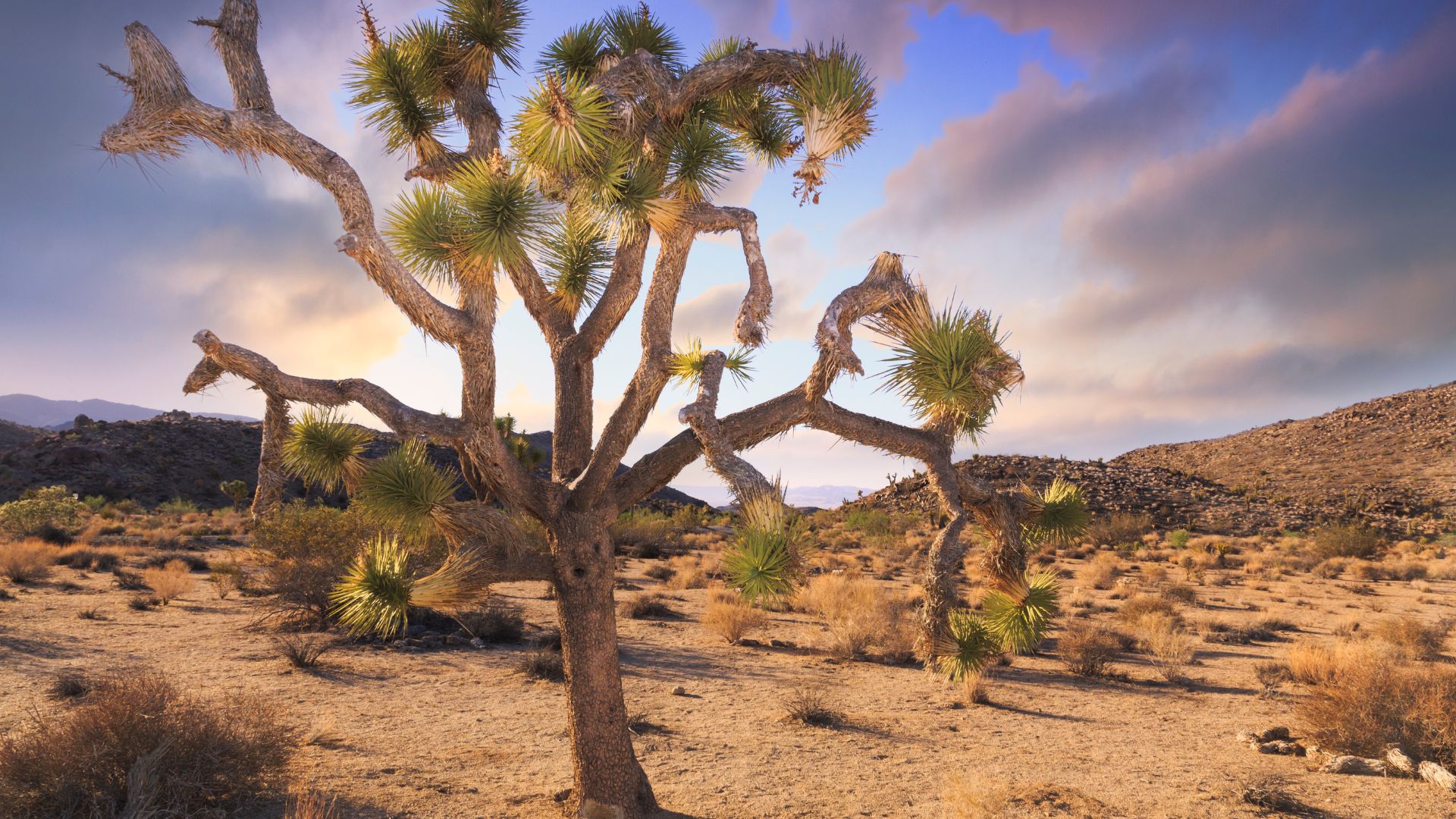 Joshua Tree National Park, California