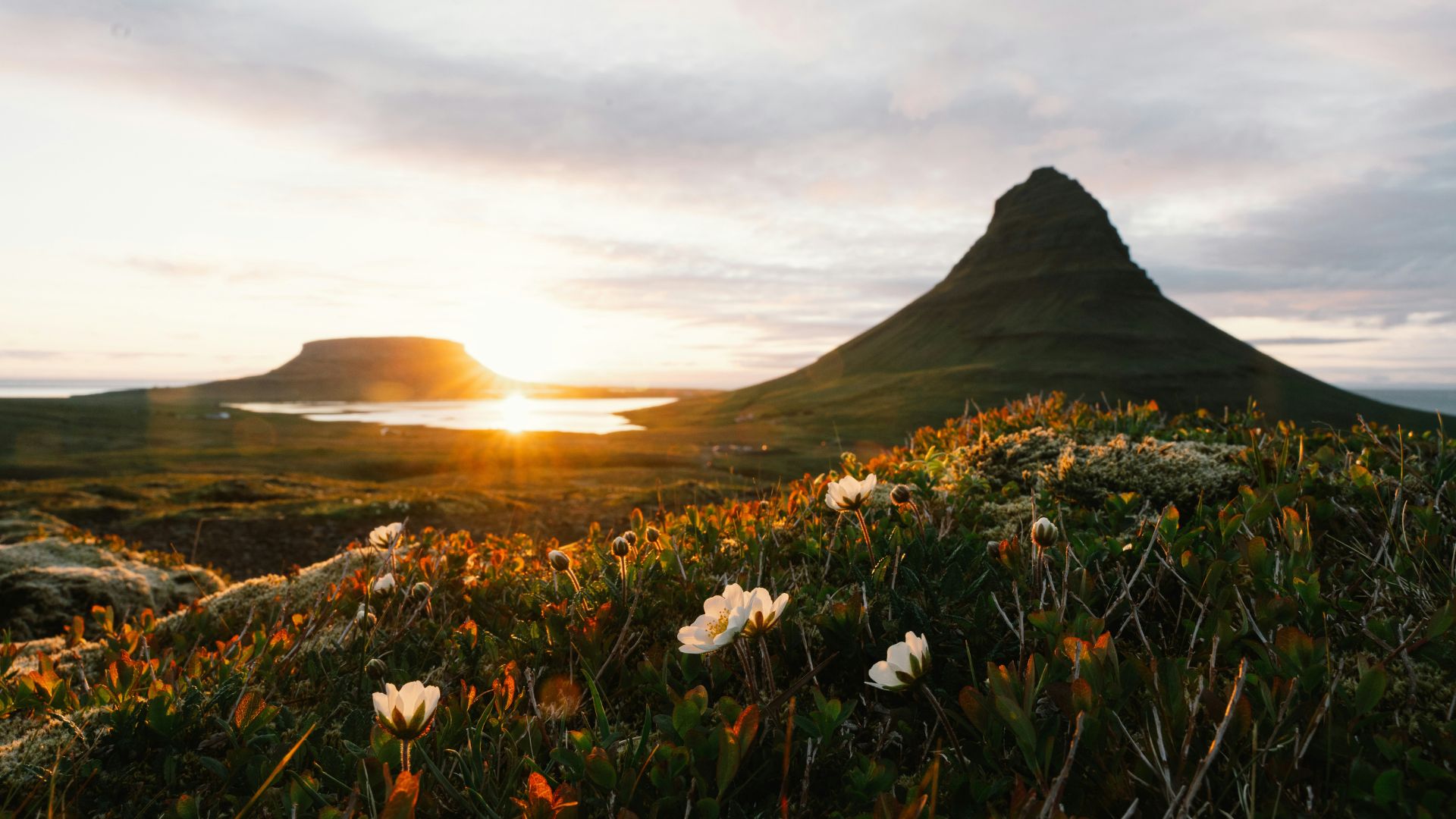 A view of Kirkjufell mountain in Iceland at sunset or under the midnight sun, with a body of water reflecting the golden light in the distance and white flowers in the foreground.