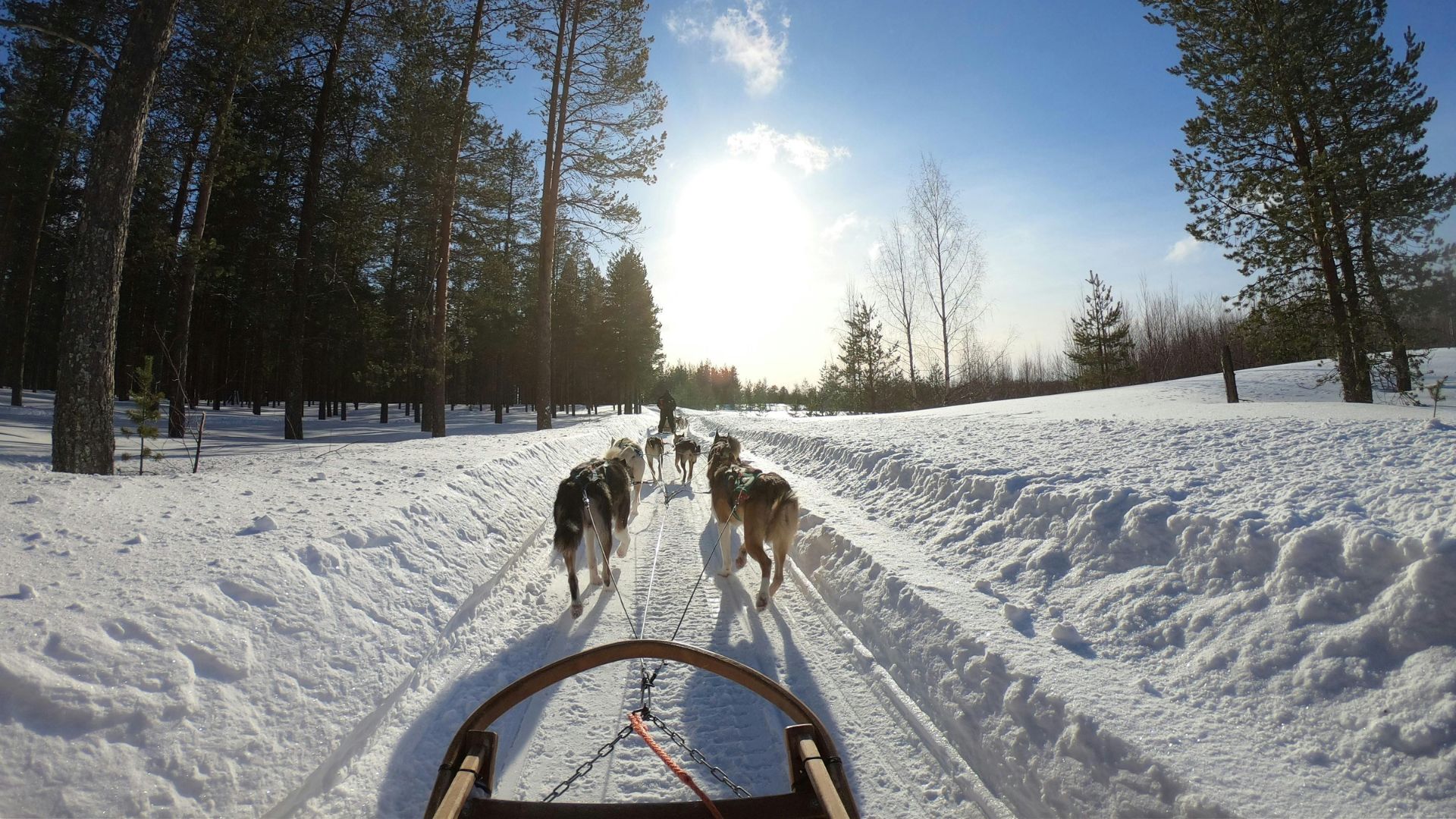 A view from a dog sled being pulled by a team of huskies through a snowy, forested trail under a bright sun.
