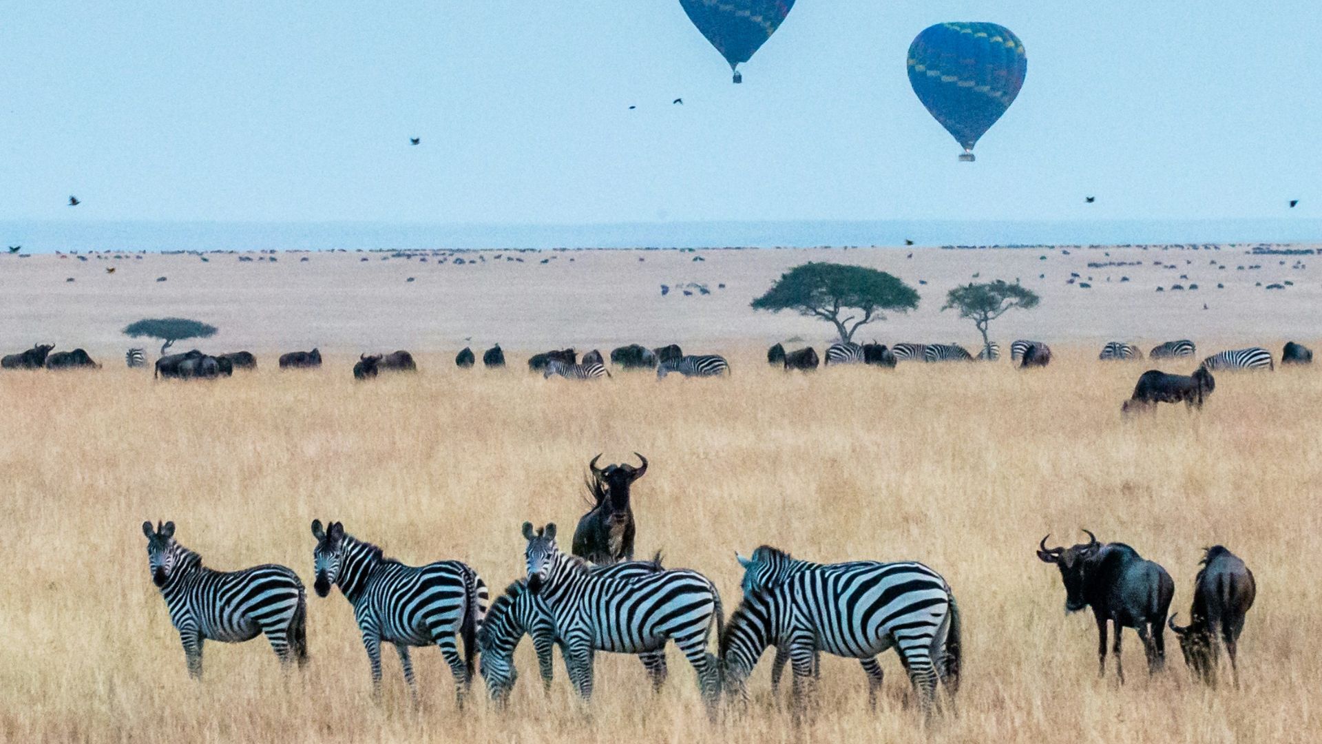 A vast golden African savanna landscape under a light blue sky with two hot air balloons in flight above herds of zebras and wildebeest grazing in the grass.