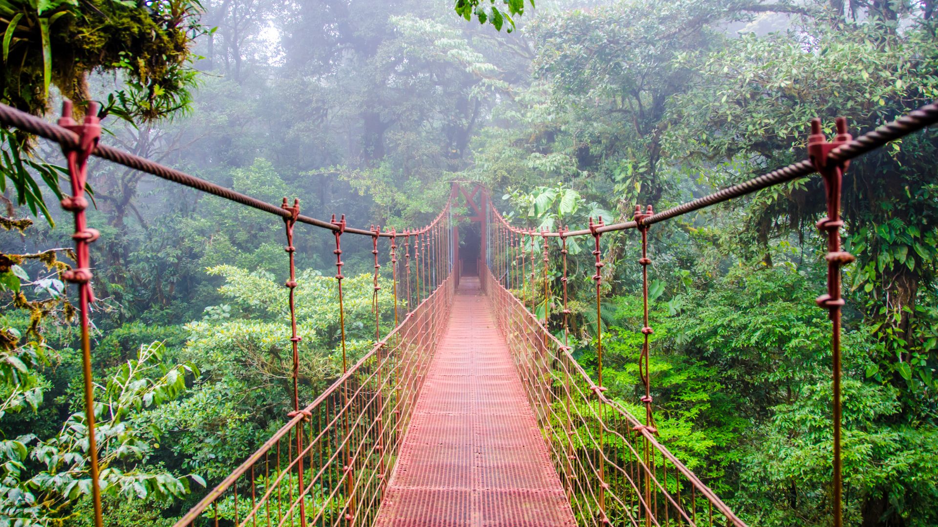 A hanging bridge in Monteverde Cloud Forest Reserve in Costa Rica.