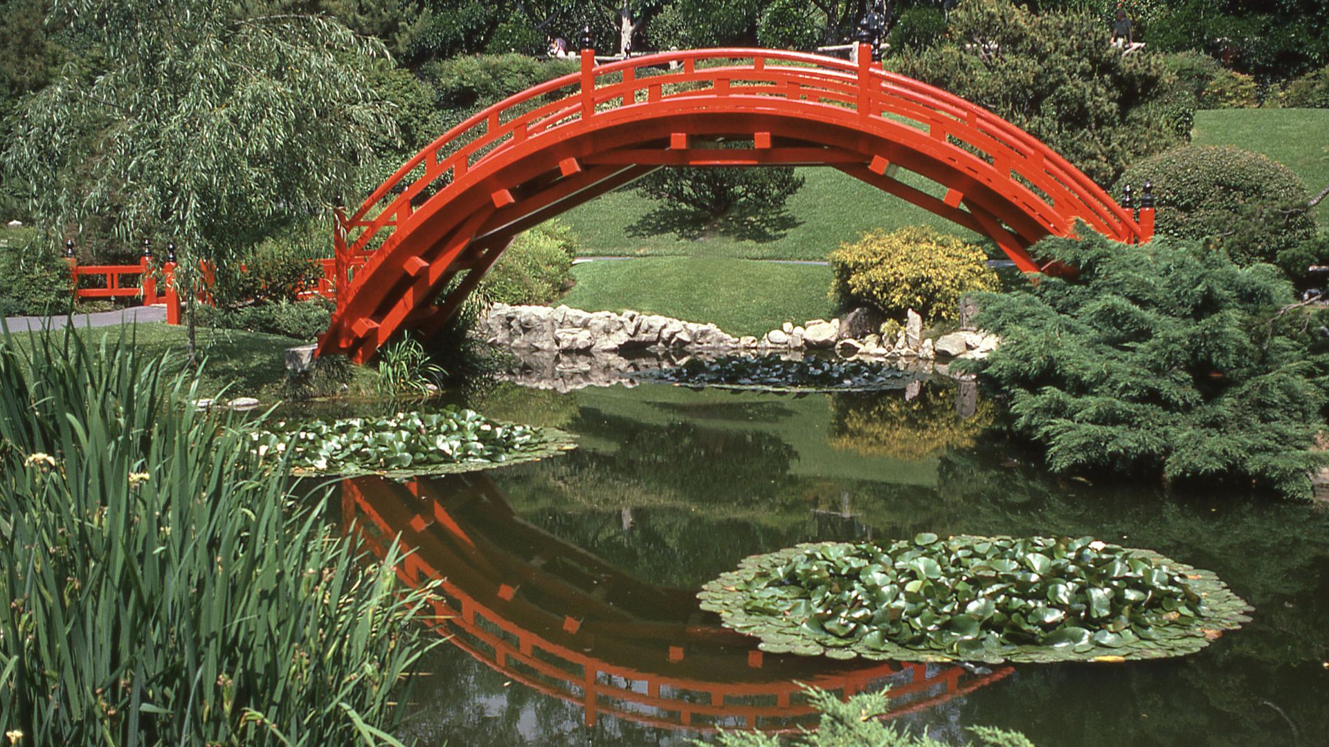 A vibrant red, highly arched wooden Japanese-style bridge, known as a Moon Bridge, spans a peaceful pond filled with water lilies and bordered by lush green plants and trees.