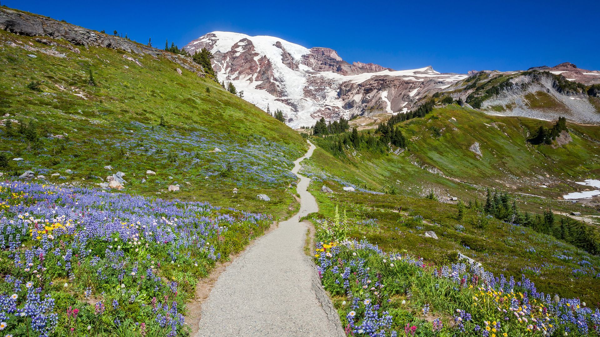 A paved hiking trail winds up a steep green hillside covered in a dense field of purple and yellow wildflowers, leading toward the towering, snow-capped Mount Rainier under a clear blue sky.