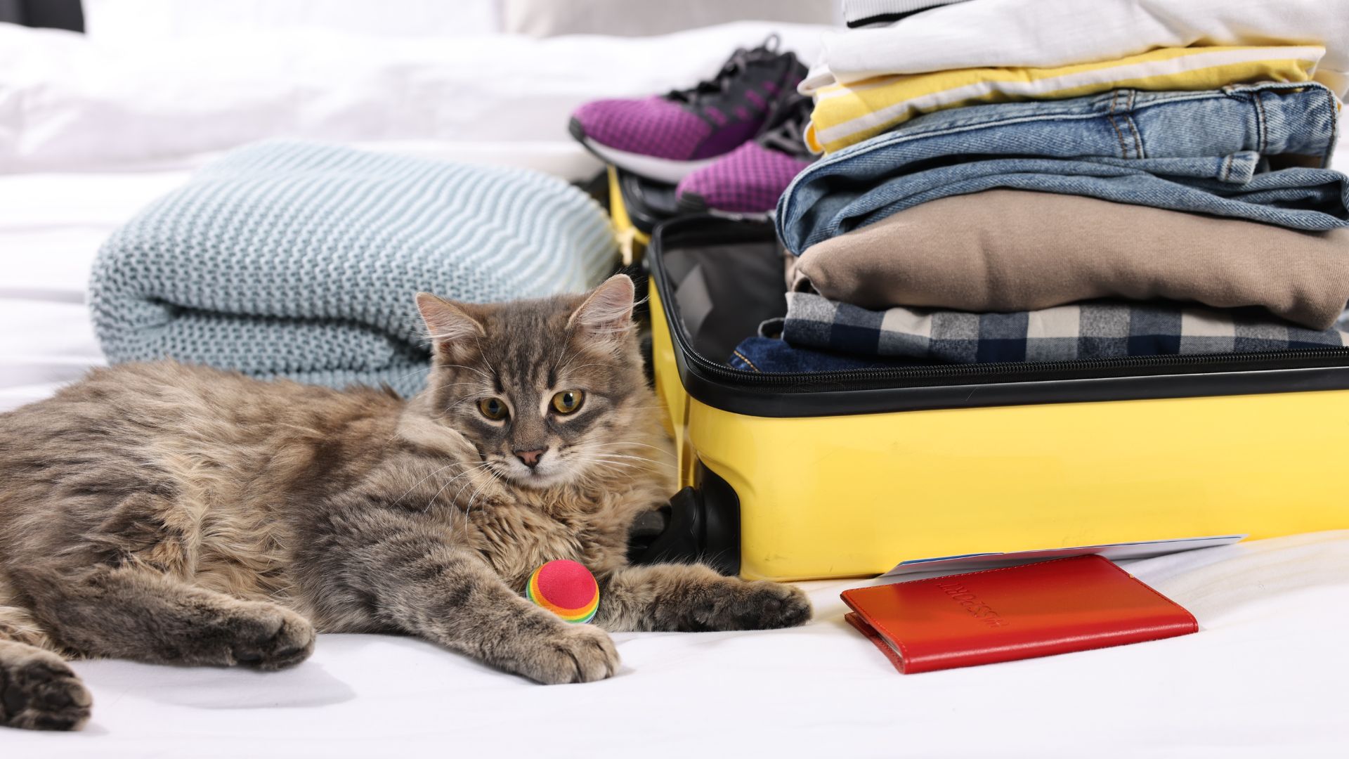 Packing for Winter Pet Travel