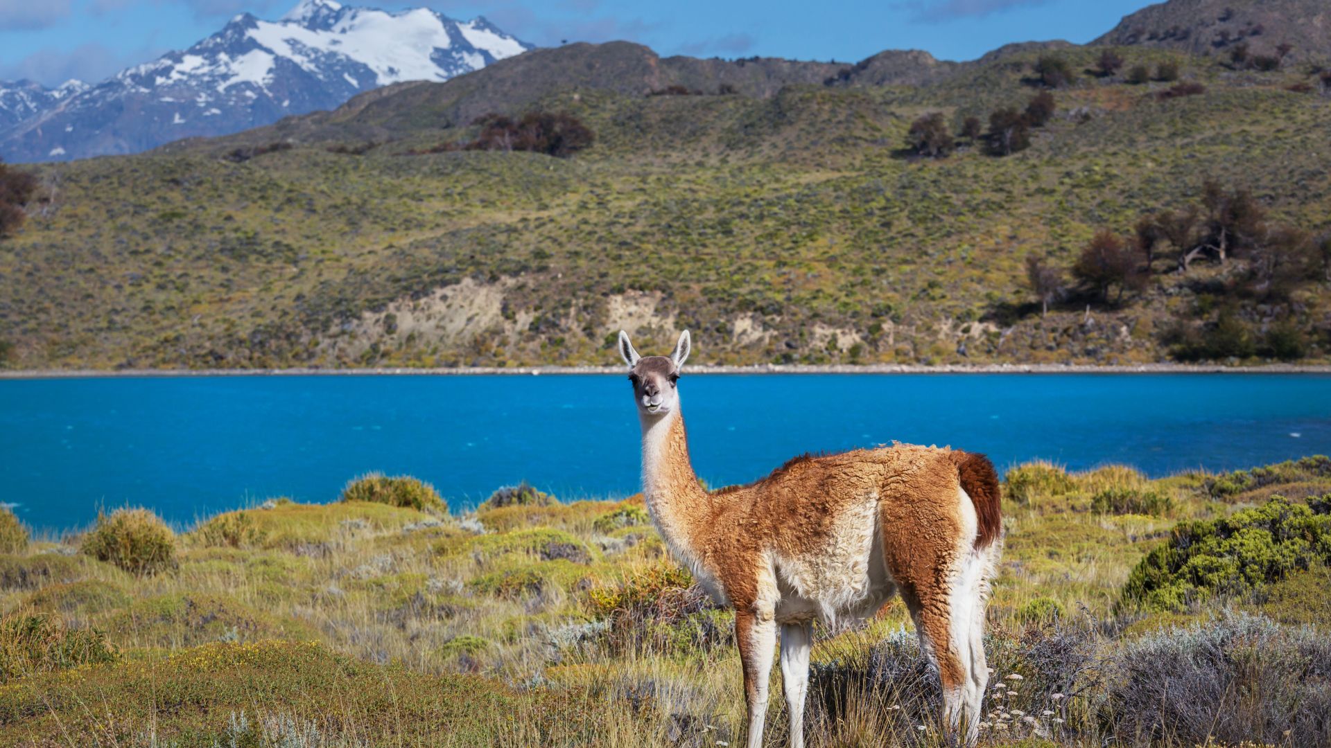 A wild guanaco or vicuña stands in a grassy field beside a bright blue lake, with mountains in the background.