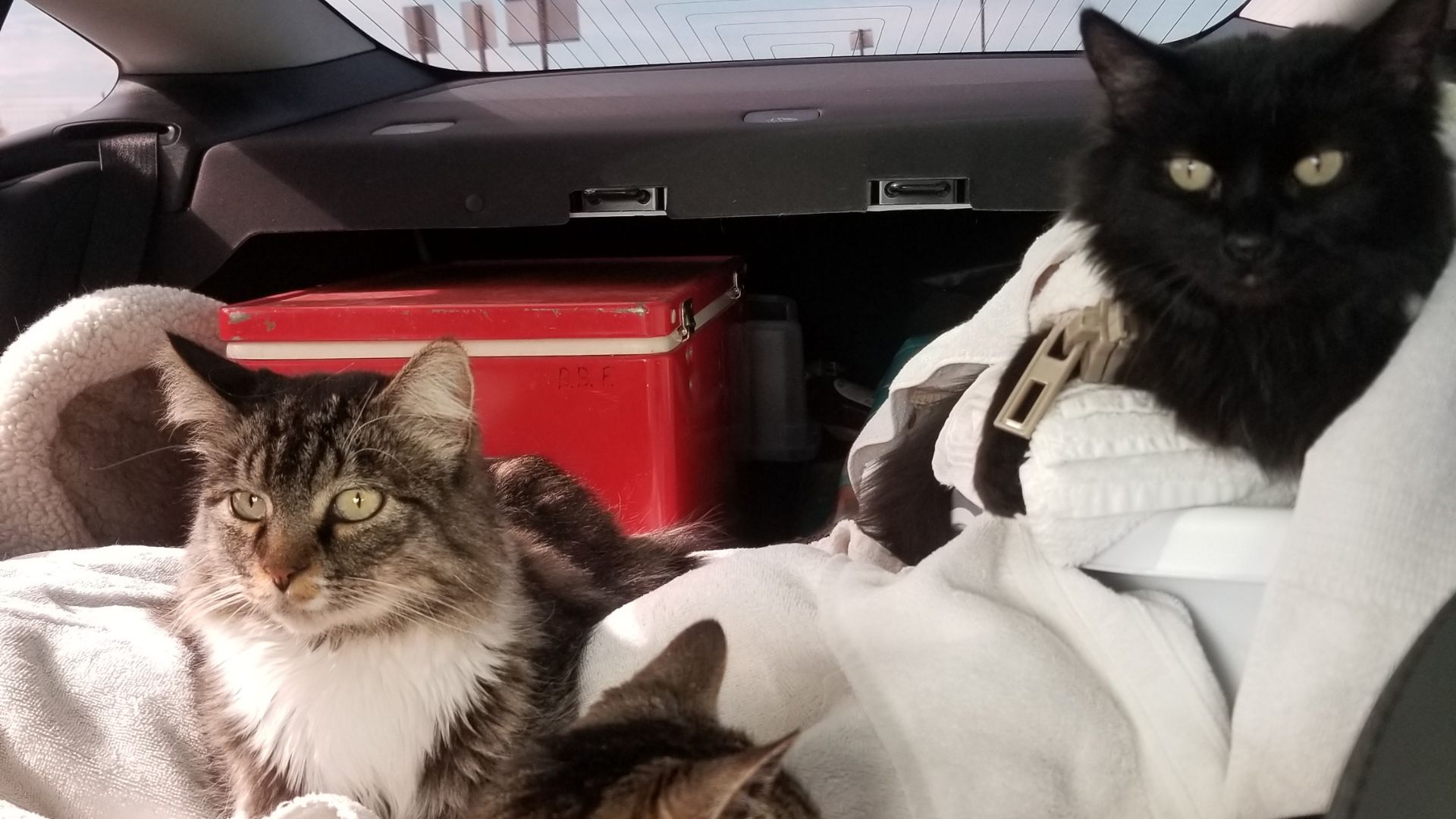 Cats in the car