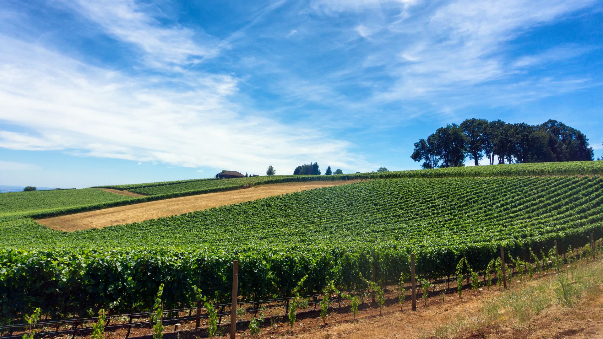 A daytime photo of a large vineyard with lush green rows of grapevines following the rolling hills in the Willamette Valley, Oregon, with a small group of trees on the upper right ridge.