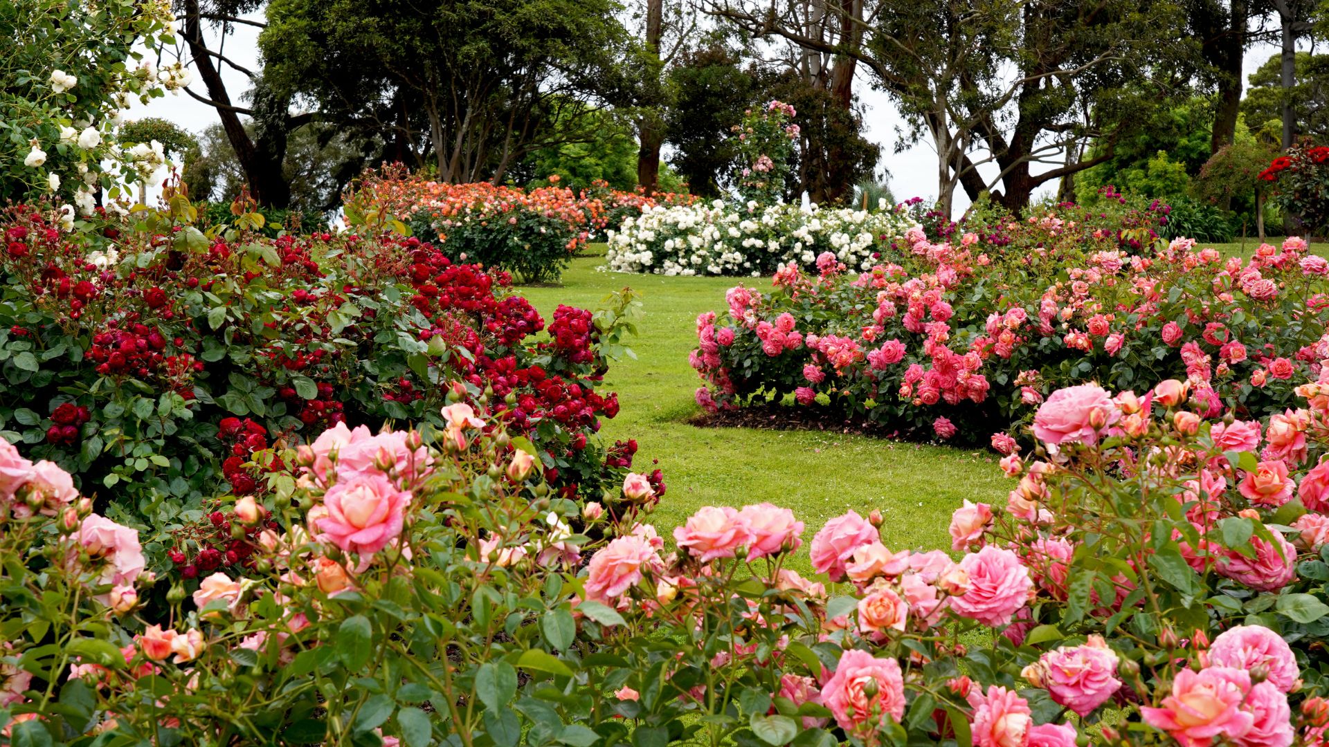Colorful flowers at a Regency garden.
