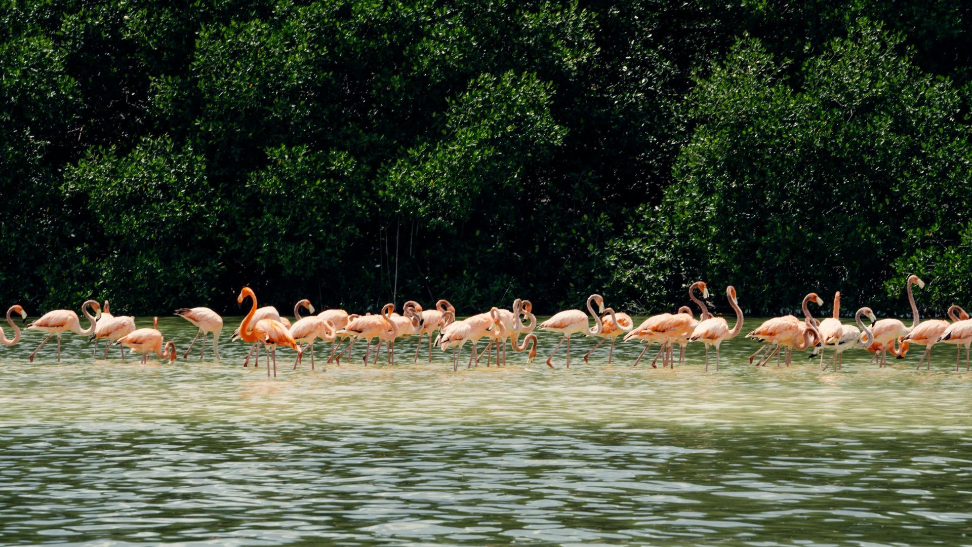 A large flock of pink American flamingos wading in shallow, brackish water with a dense wall of green mangrove trees forming the backdrop.