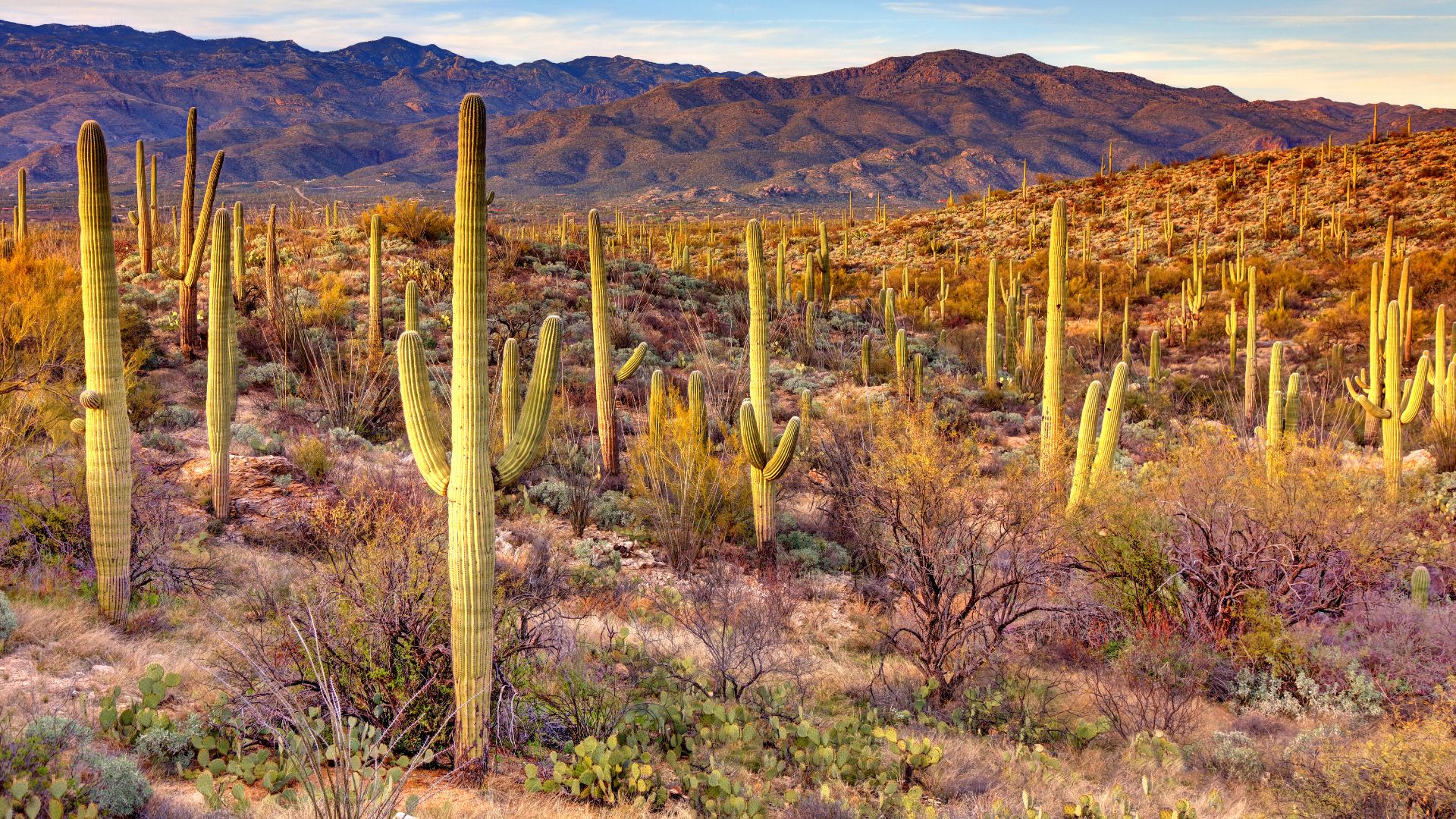 Saguaro National Park, USA