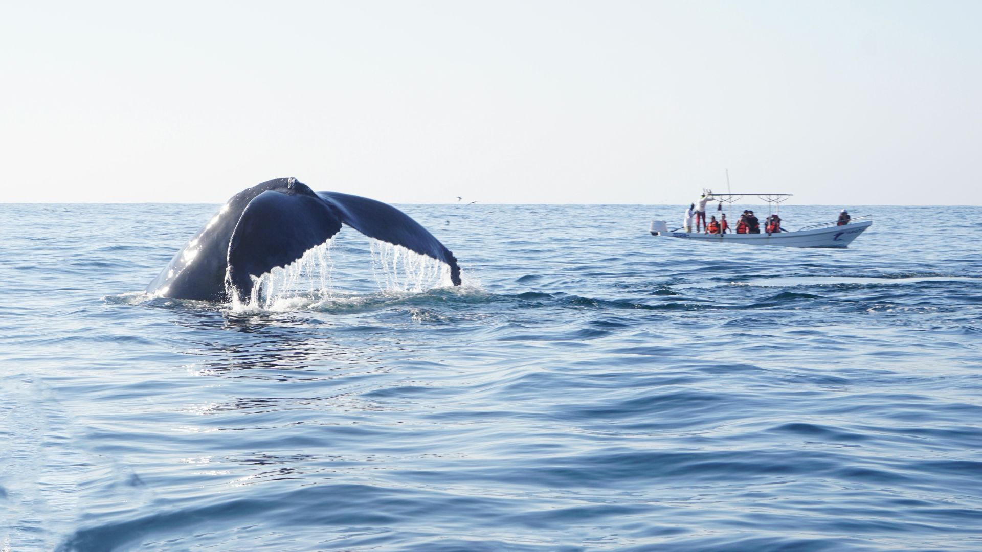 A large humpback whale tail (fluke) emerges from the blue ocean water, creating a cascade, while a small white tourist boat with several people on board watches from a short distance away.