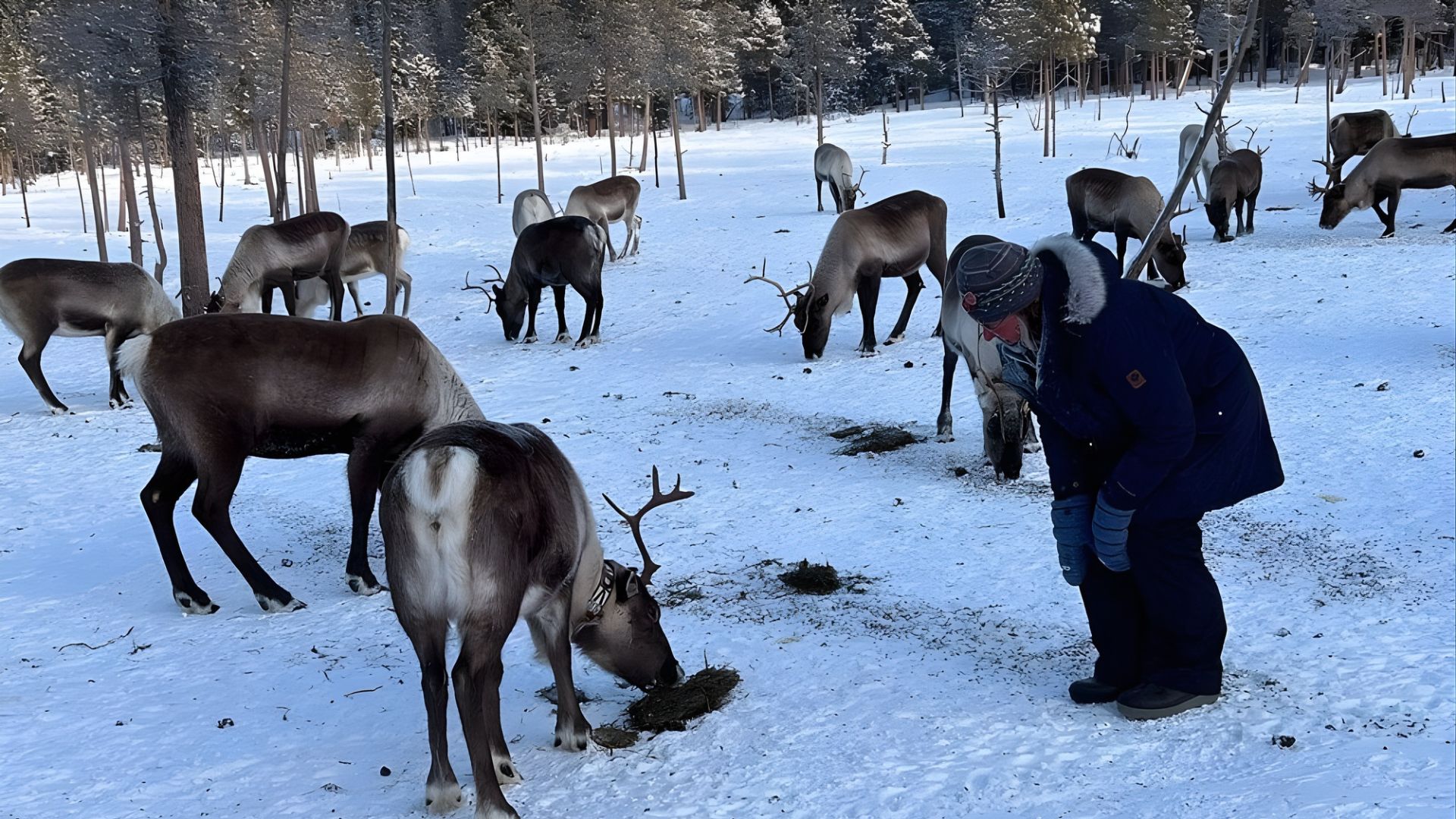 A person in winter clothing bending down near several reindeer eating feed on a snow-covered ground in a forest clearing.