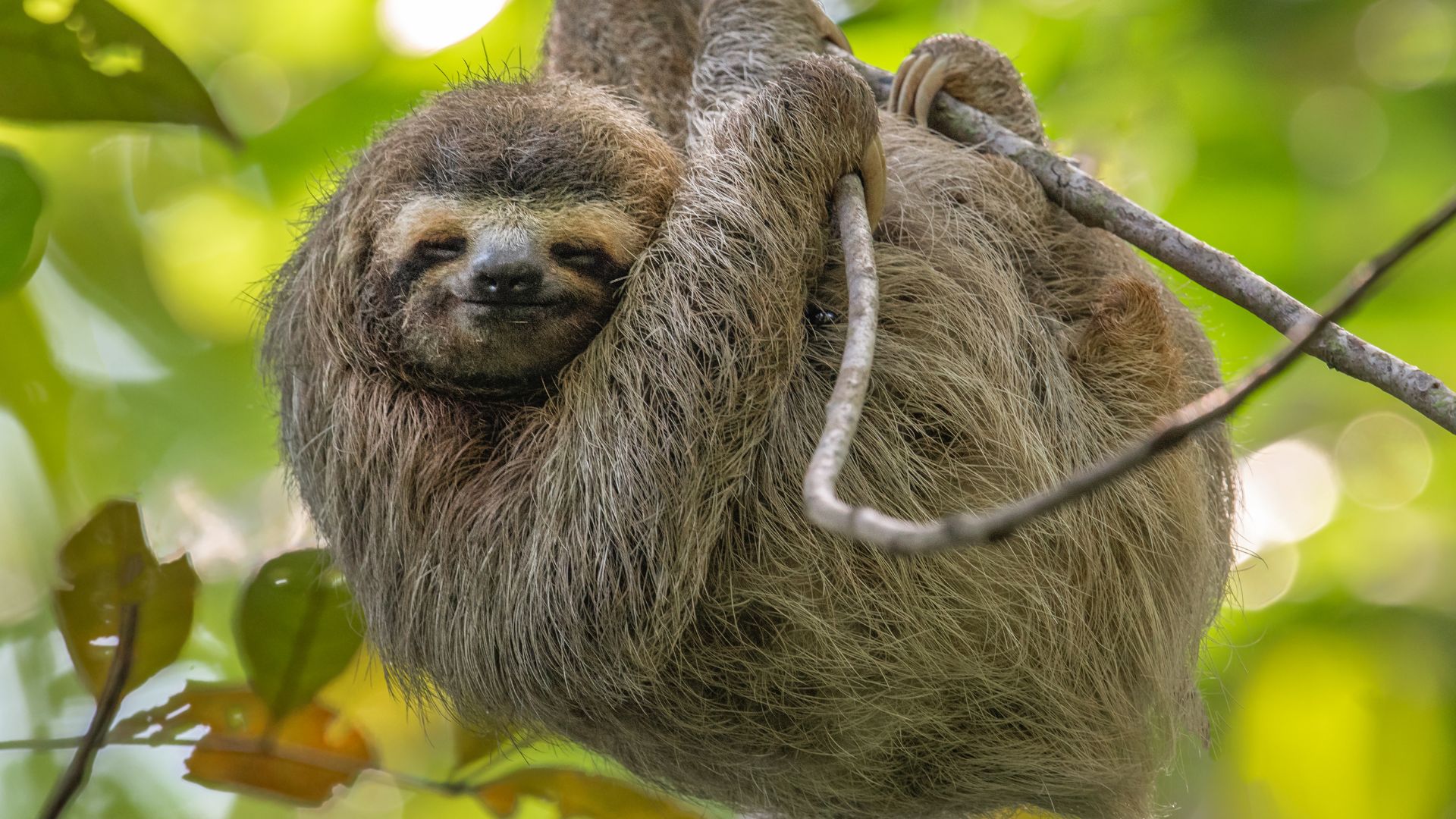 A three-toed sloth hanging from a tree branch in a forest canopy.