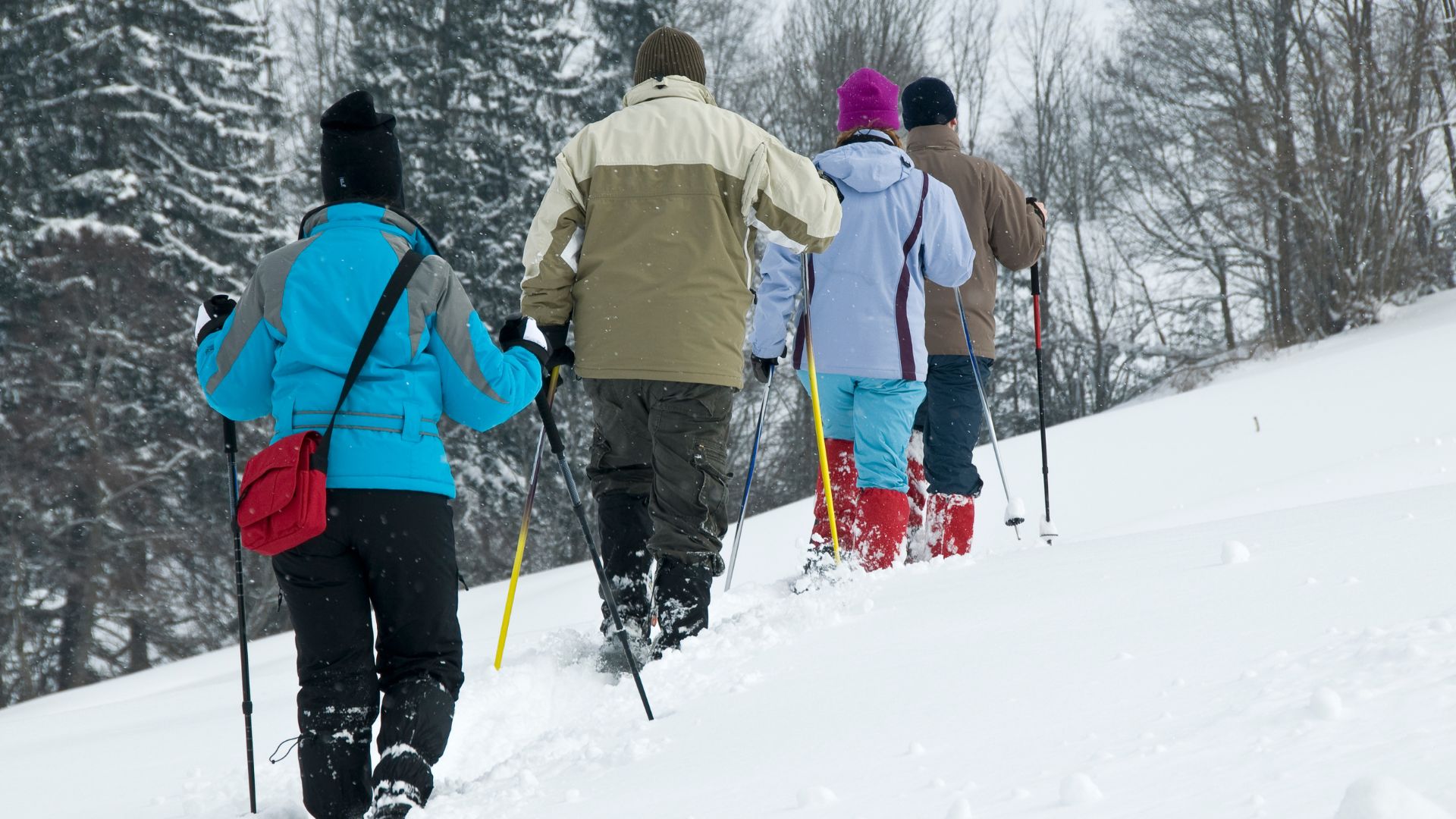 A group of four people, viewed from behind, walk uphill through a snowy forest while snowshoeing.