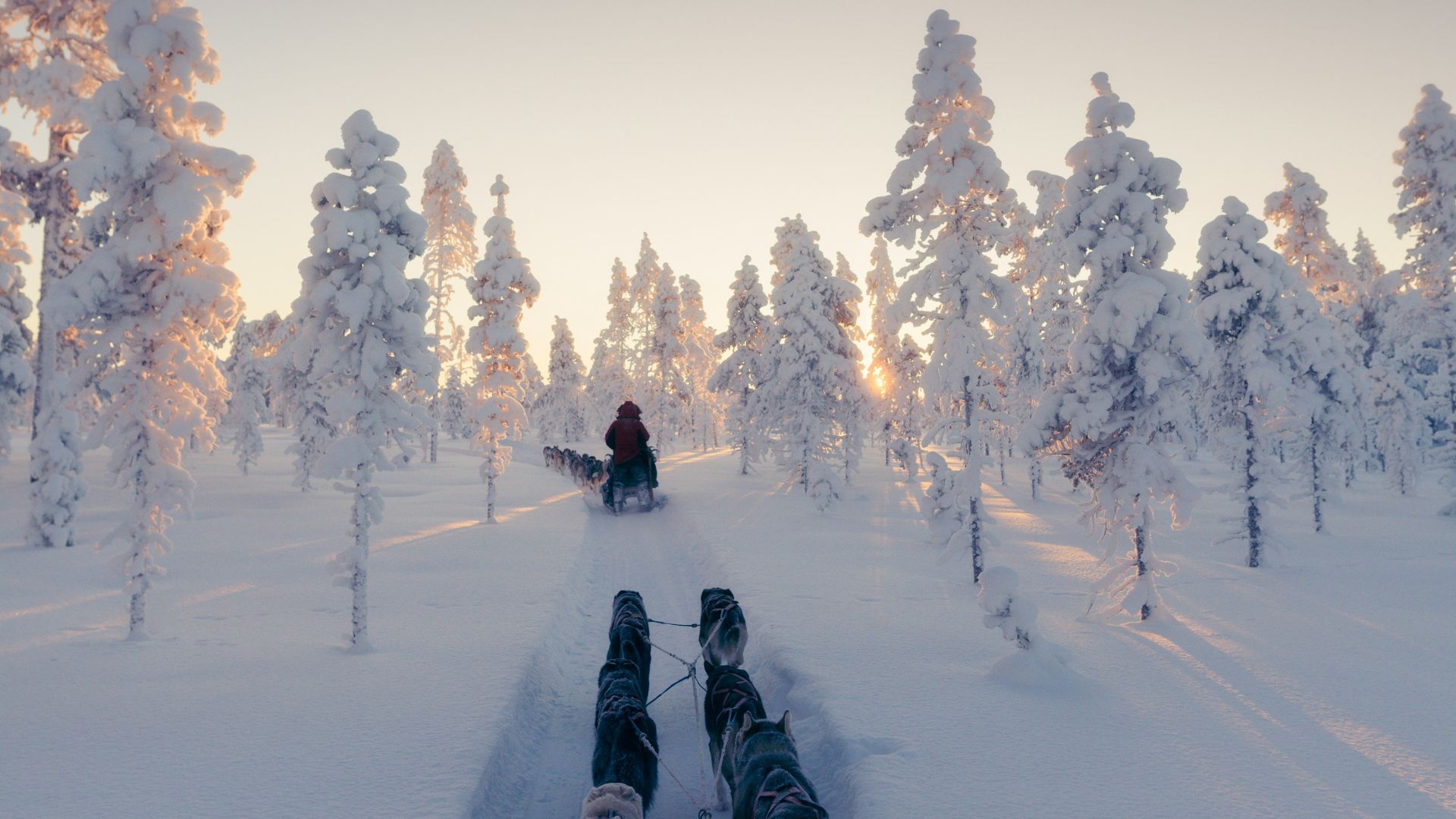 A first-person view from a dog sled being pulled by a team of dogs through a snow-covered forest in the Swedish Lapland, with the low sun visible in the distance.