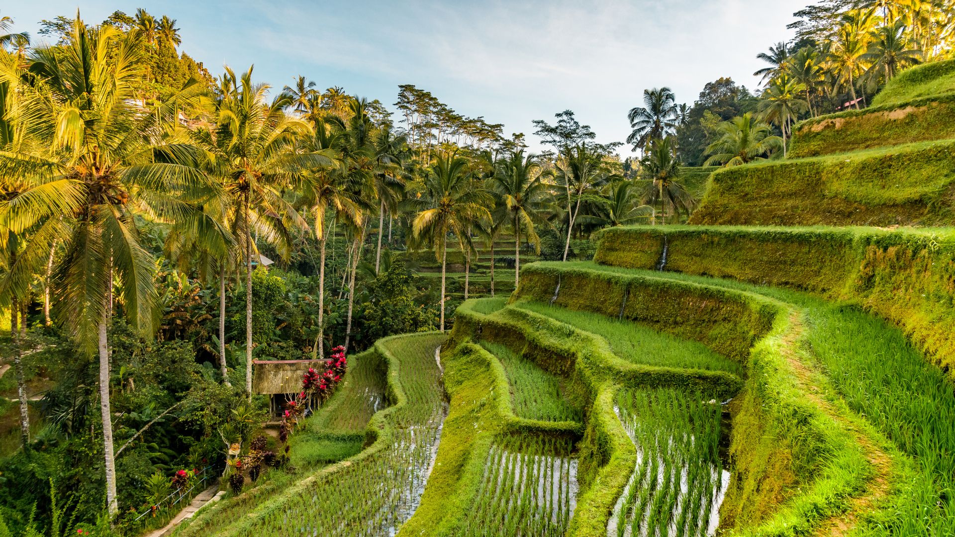 Tegallalang Rice Terraces in Bali, Indonesia