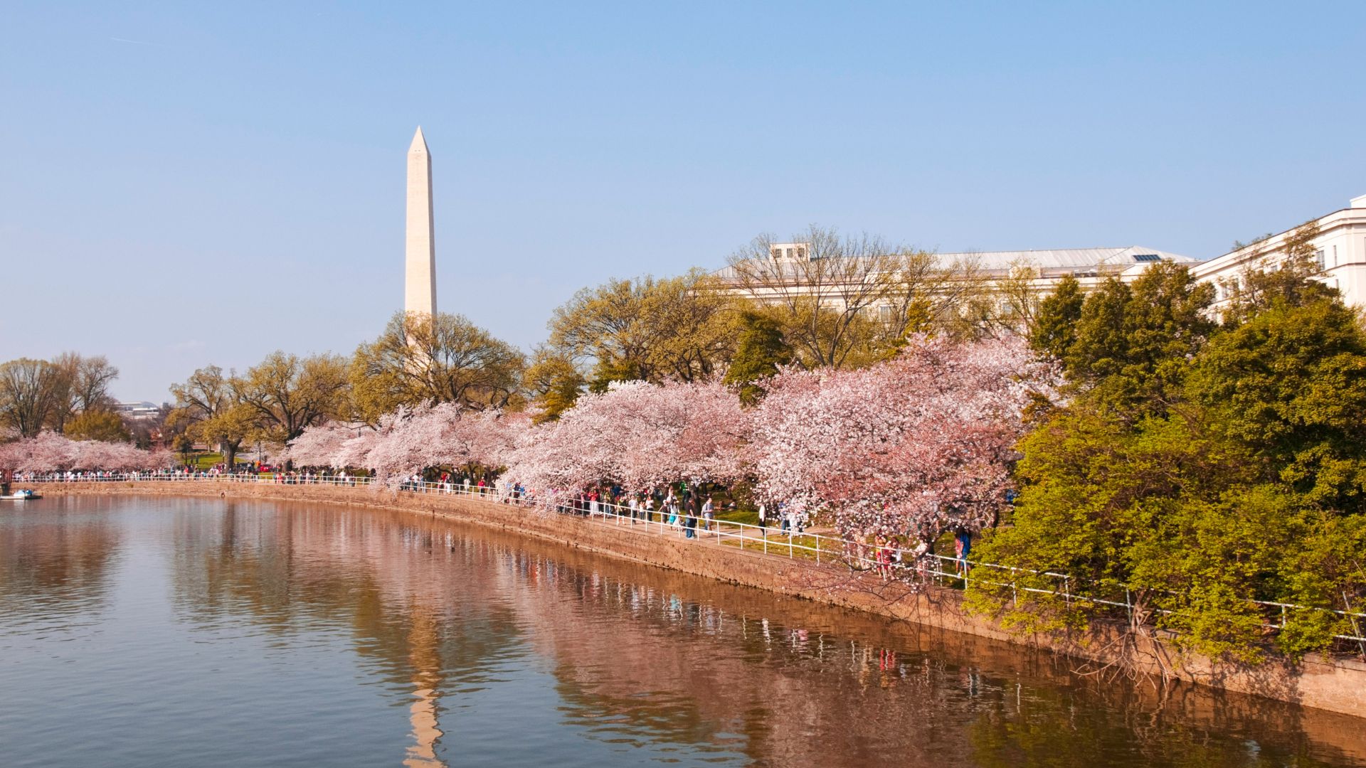 A springtime view of the Tidal Basin in Washington, D.C., with a path lined by pink cherry blossom trees, the Washington Monument in the background, and its reflection in the water.