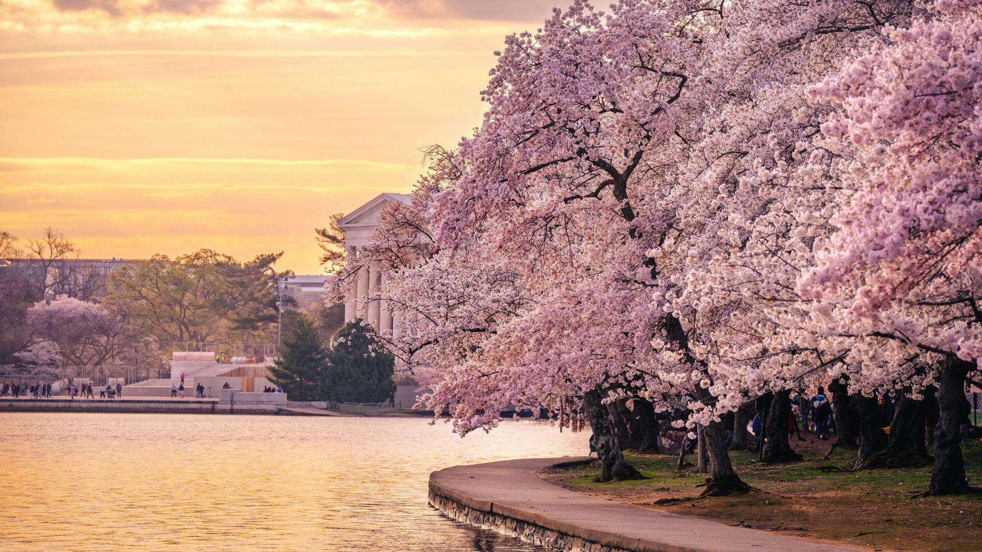 Branches laden with pink and white cherry blossoms frame a view across the still water of the Tidal Basin towards the white, domed Jefferson Memorial at sunset.