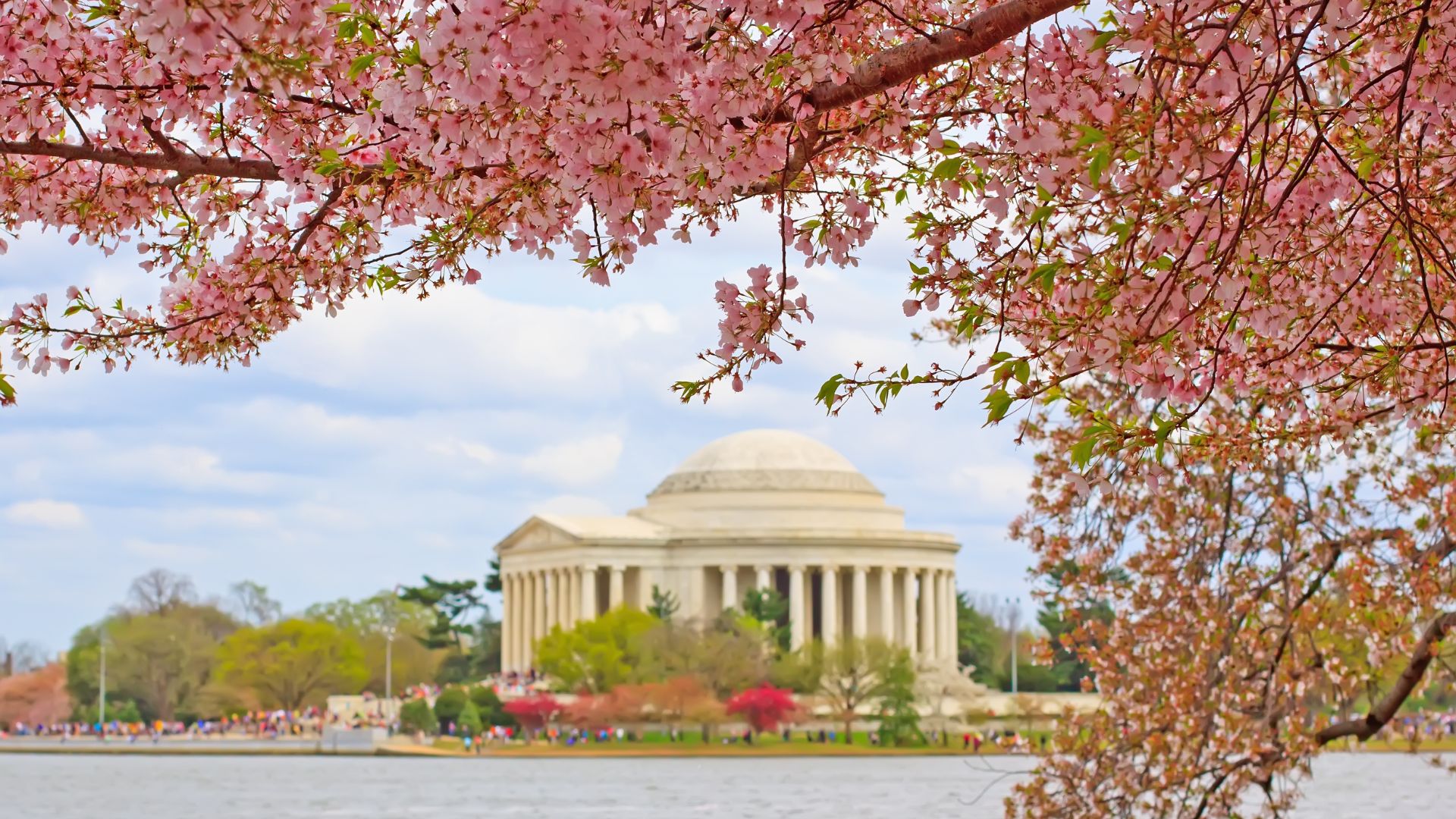 A large, white, domed classical building with columns, known as the Jefferson Memorial, sits on the far bank of a body of water, framed in the foreground by a dense canopy of pink cherry blossoms.