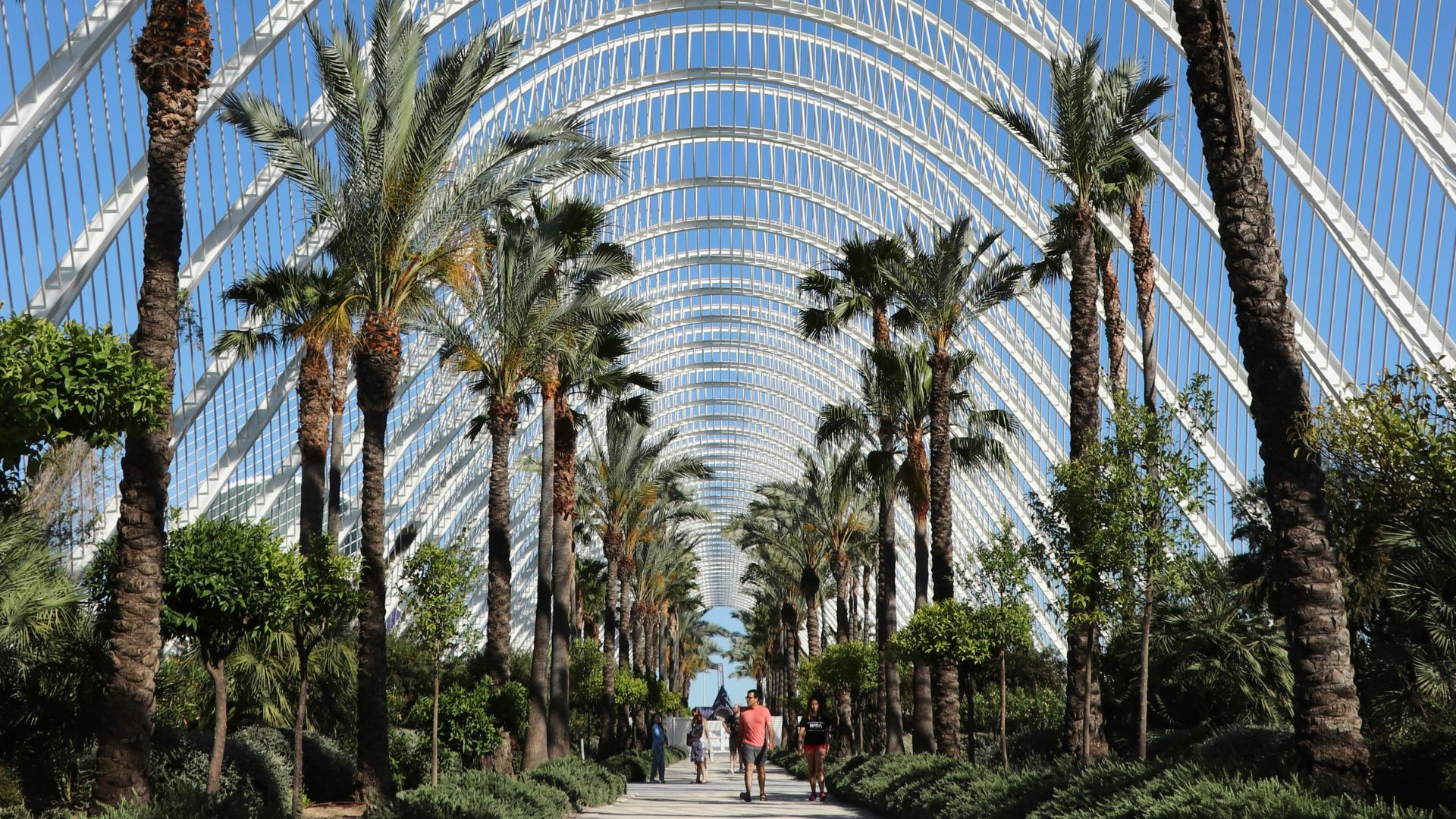 A walkway lined with palm trees under a massive, white, arched steel canopy structure on a sunny day.