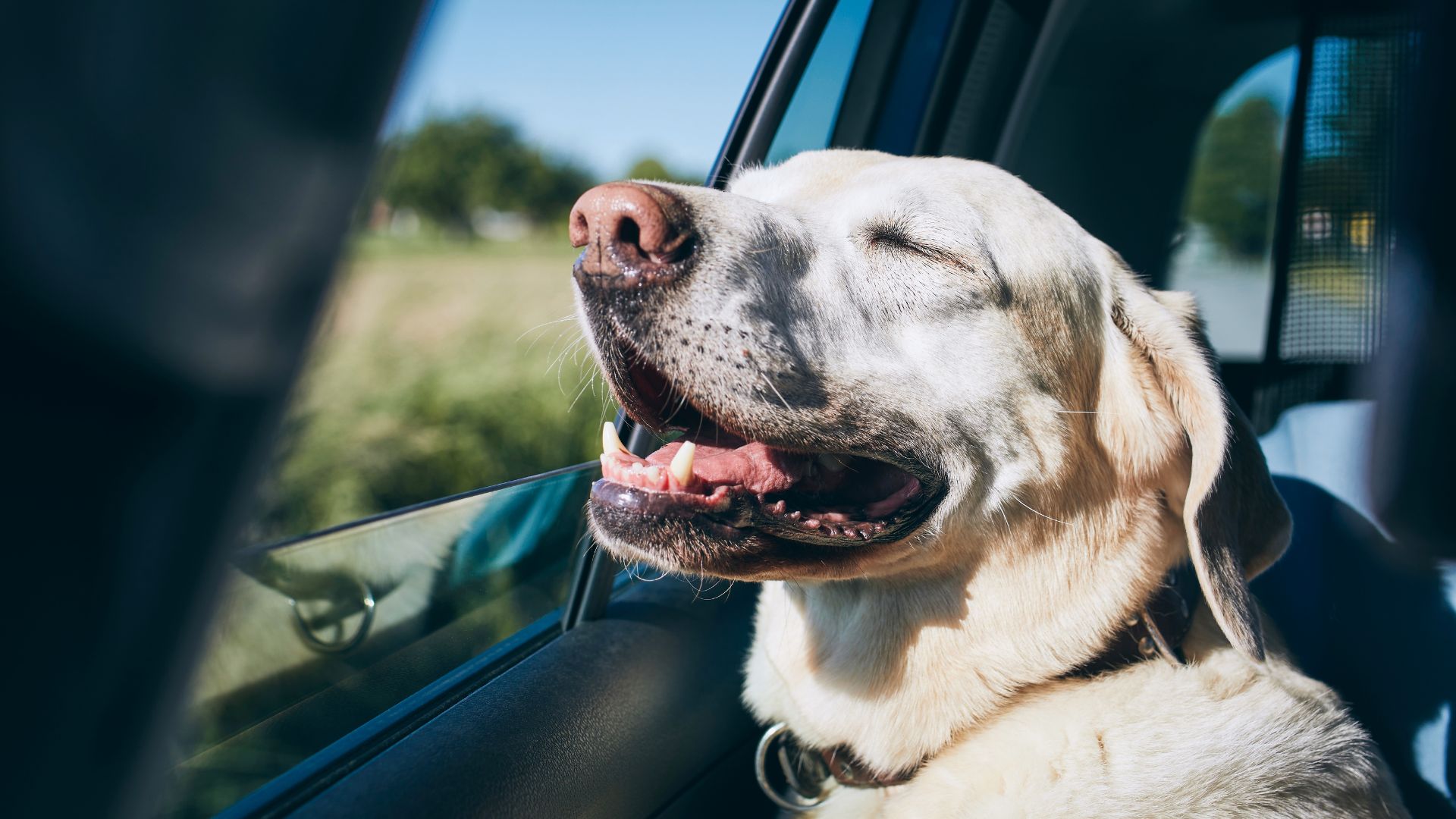 Traveling by Car with Your Pet