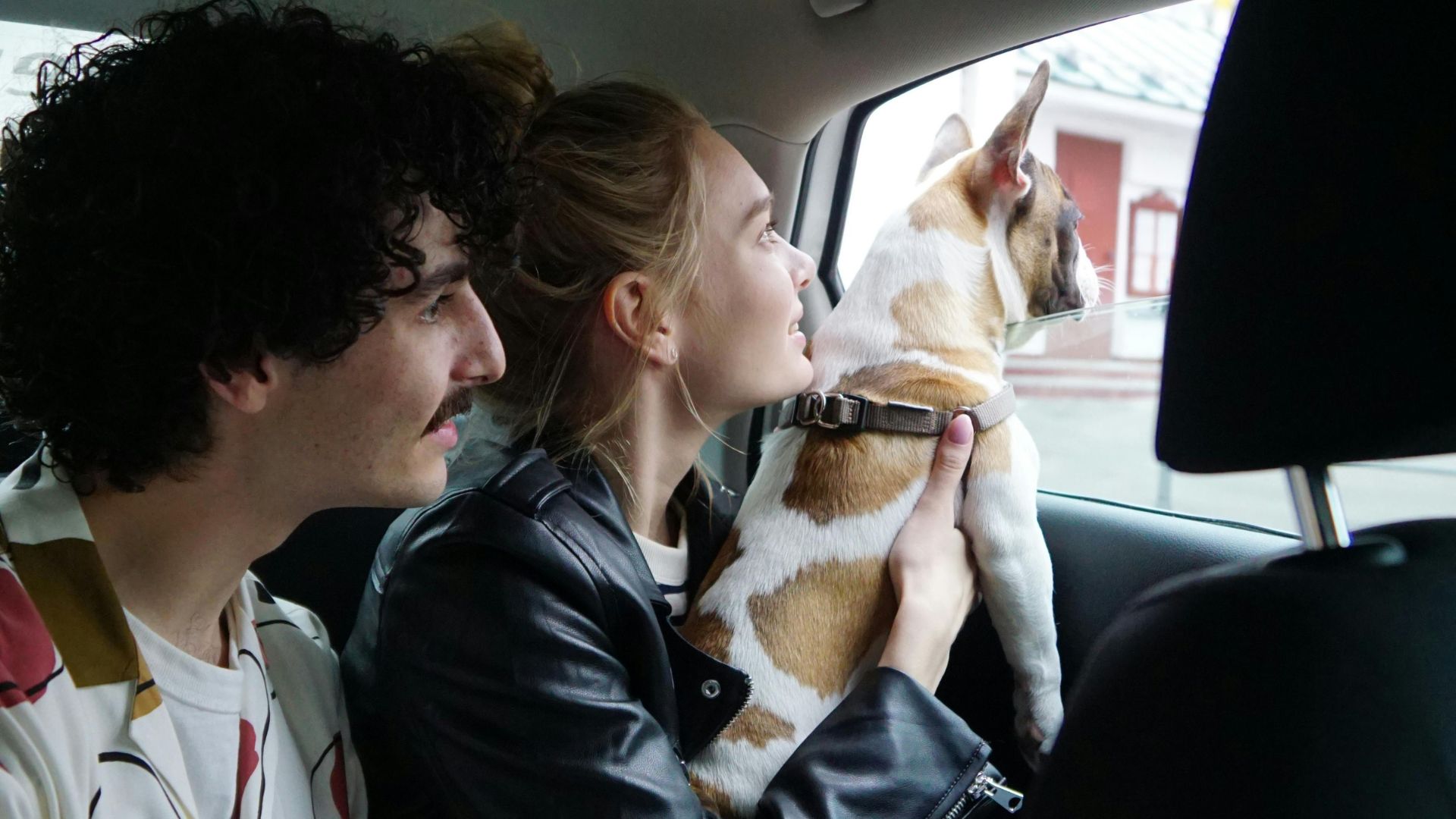 Traveling by Car with dog