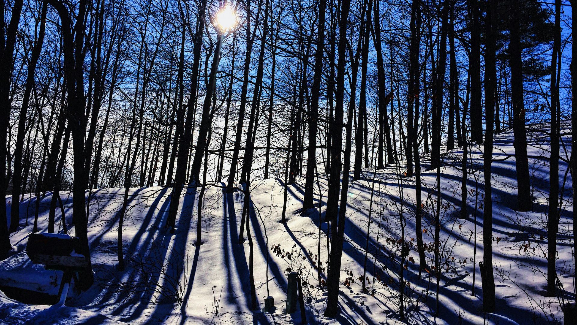 A snow-covered forest on a sunny day, where bright sunlight streams through bare tree branches and casts long, deep blue shadows on the snow.