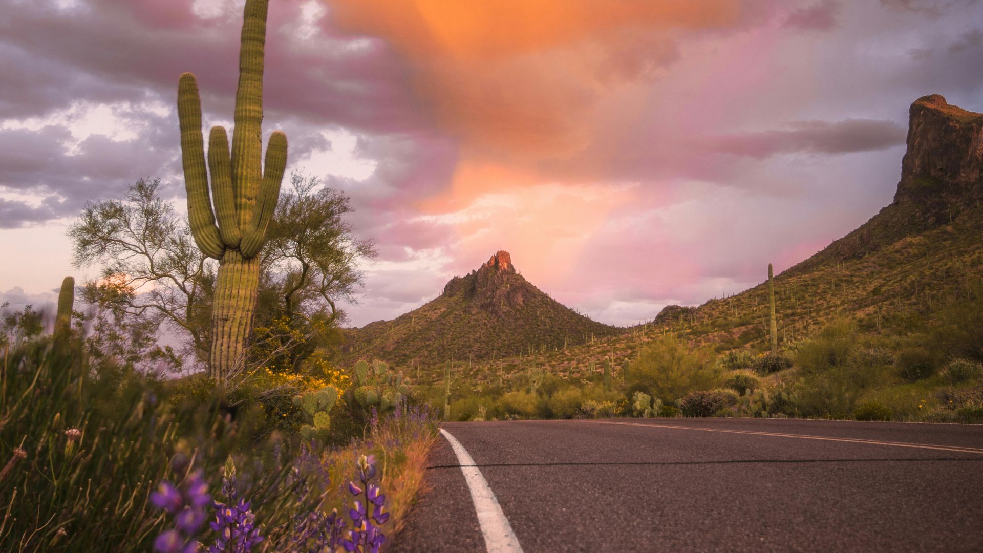 A desert road leading toward rugged mountains under a dramatic orange and pink sunset sky, with a tall saguaro cactus and purple wildflowers in the foreground.