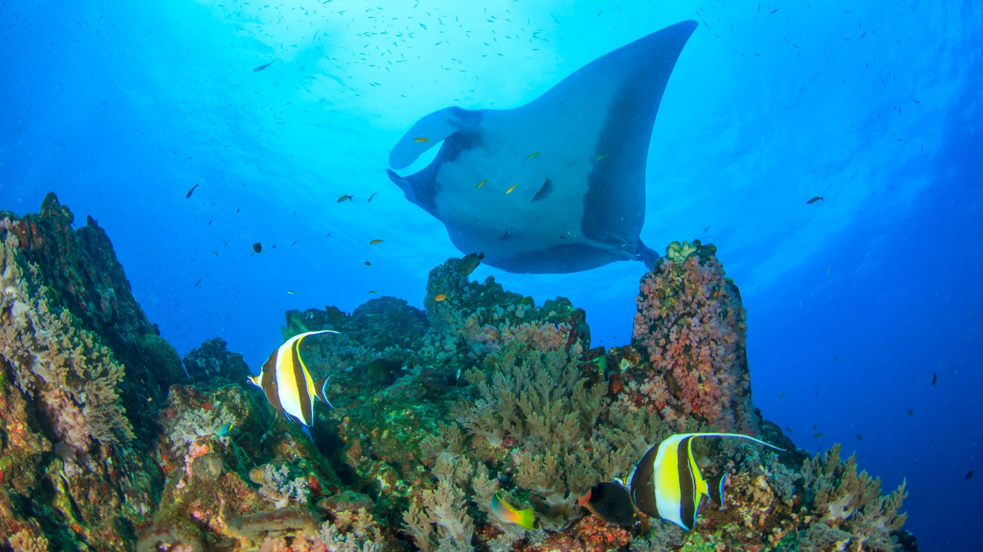 A manta ray, fish, and corals under the sea.