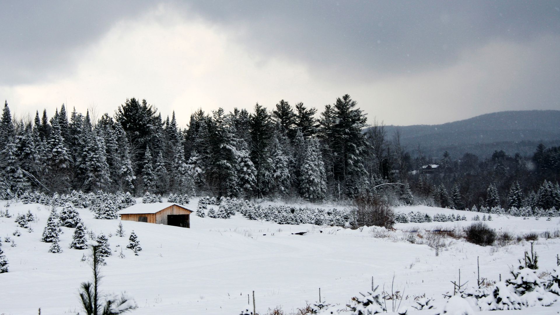 A winter photograph of a Christmas tree farm in Vermont, with deep snow covering the fields and trees, a small wooden cabin in the middle ground, and forested mountains in the distance.